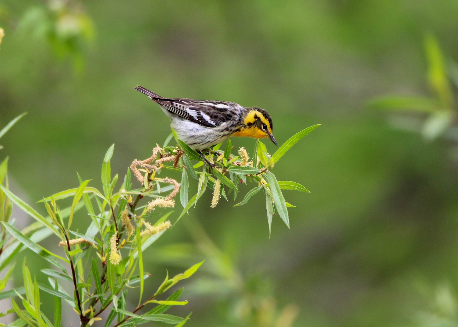 Blackburnian Warbler