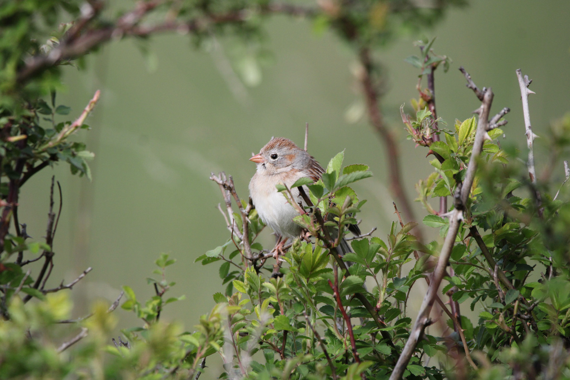 Field Sparrow