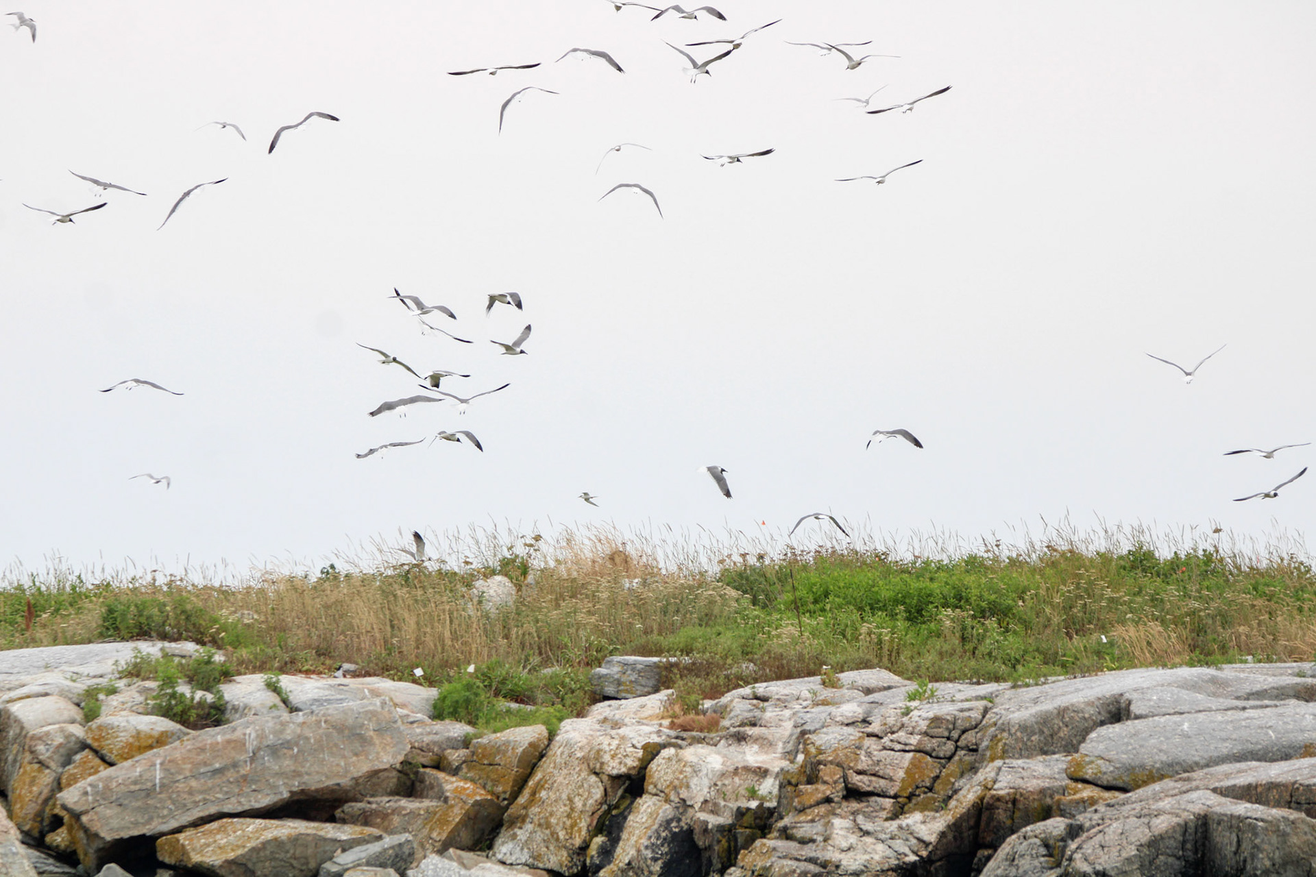 Terns