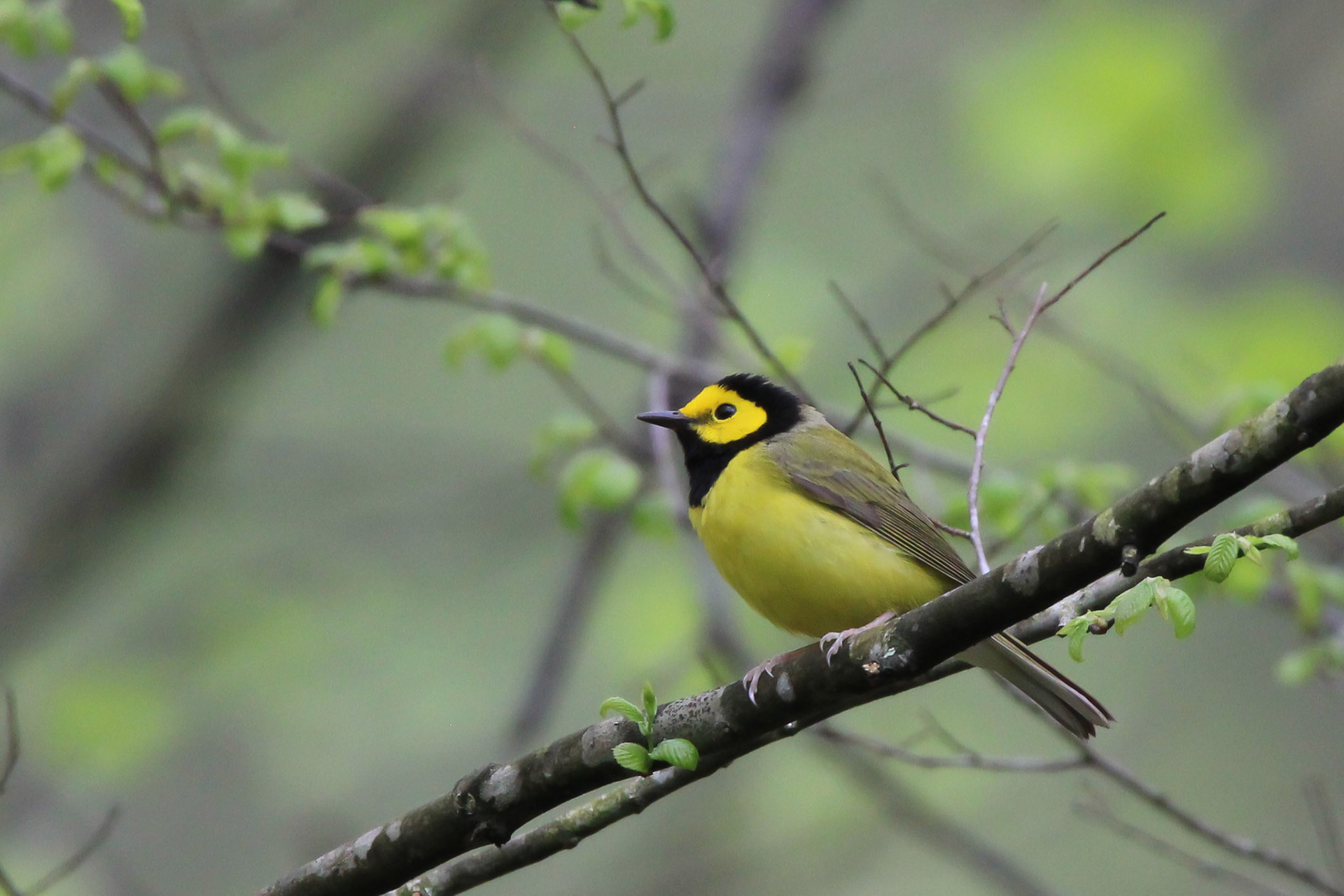 Hooded Warbler