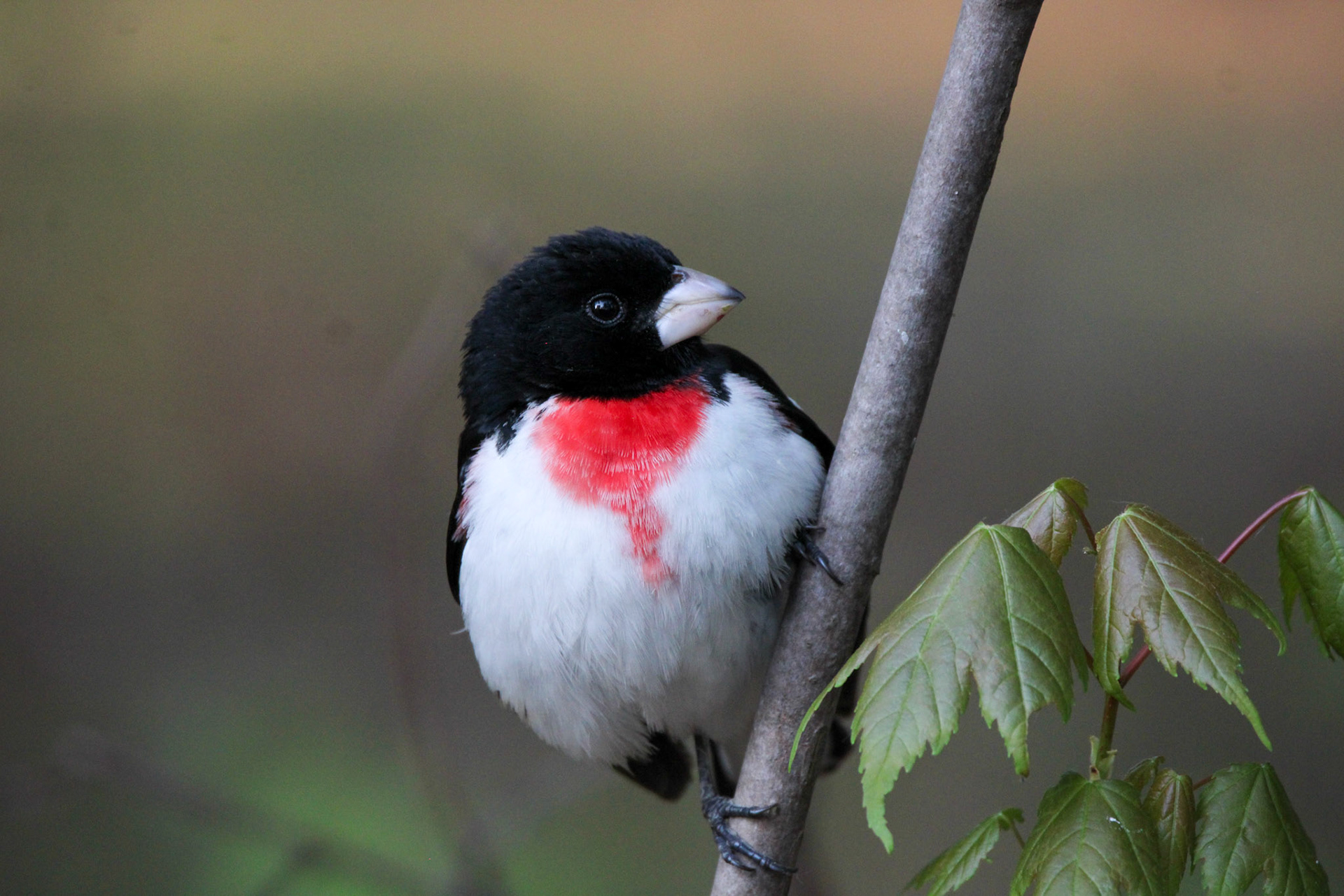 Rose-breasted Grosbeak