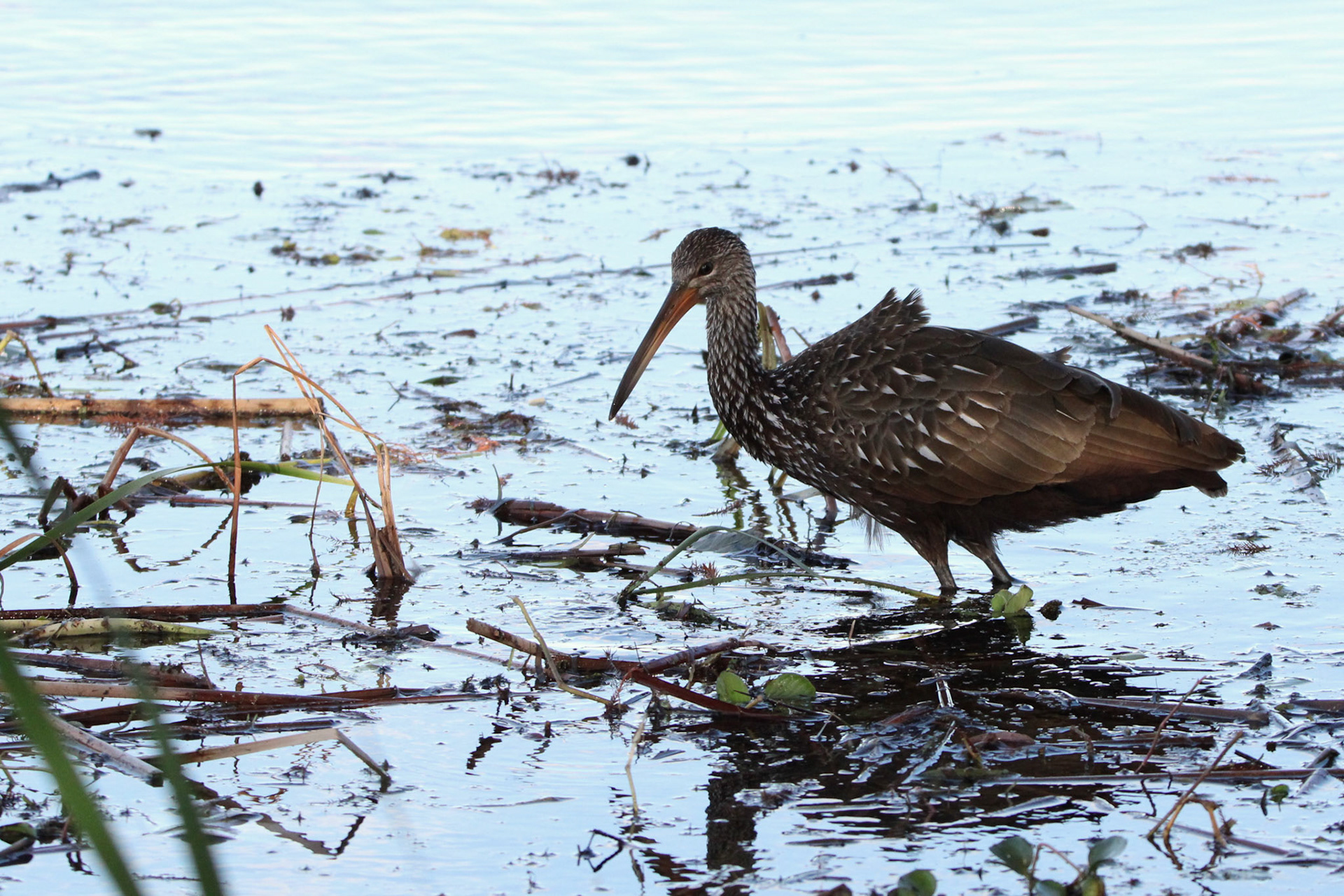 Limpkin