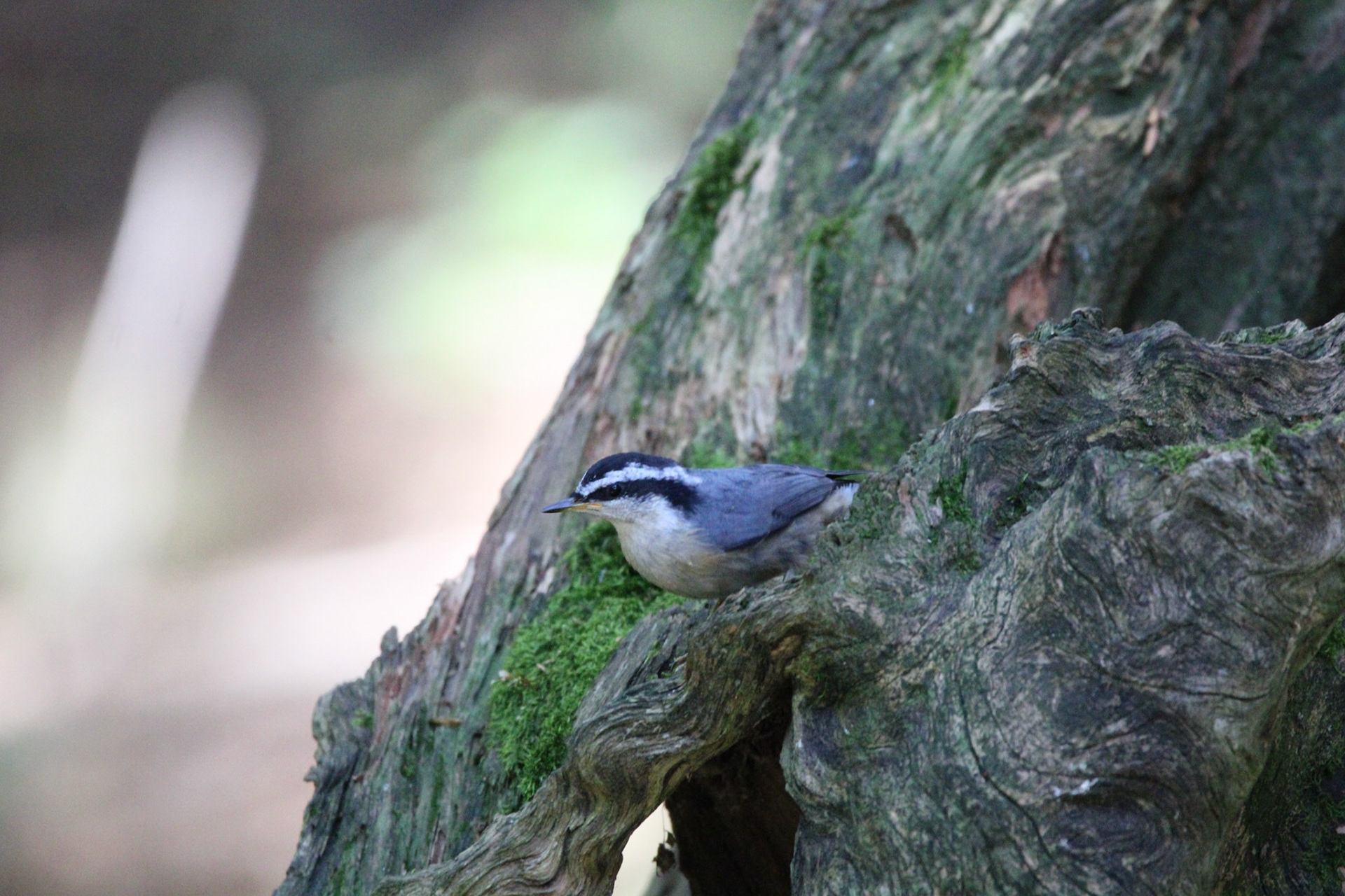 Red-breasted Nuthatch