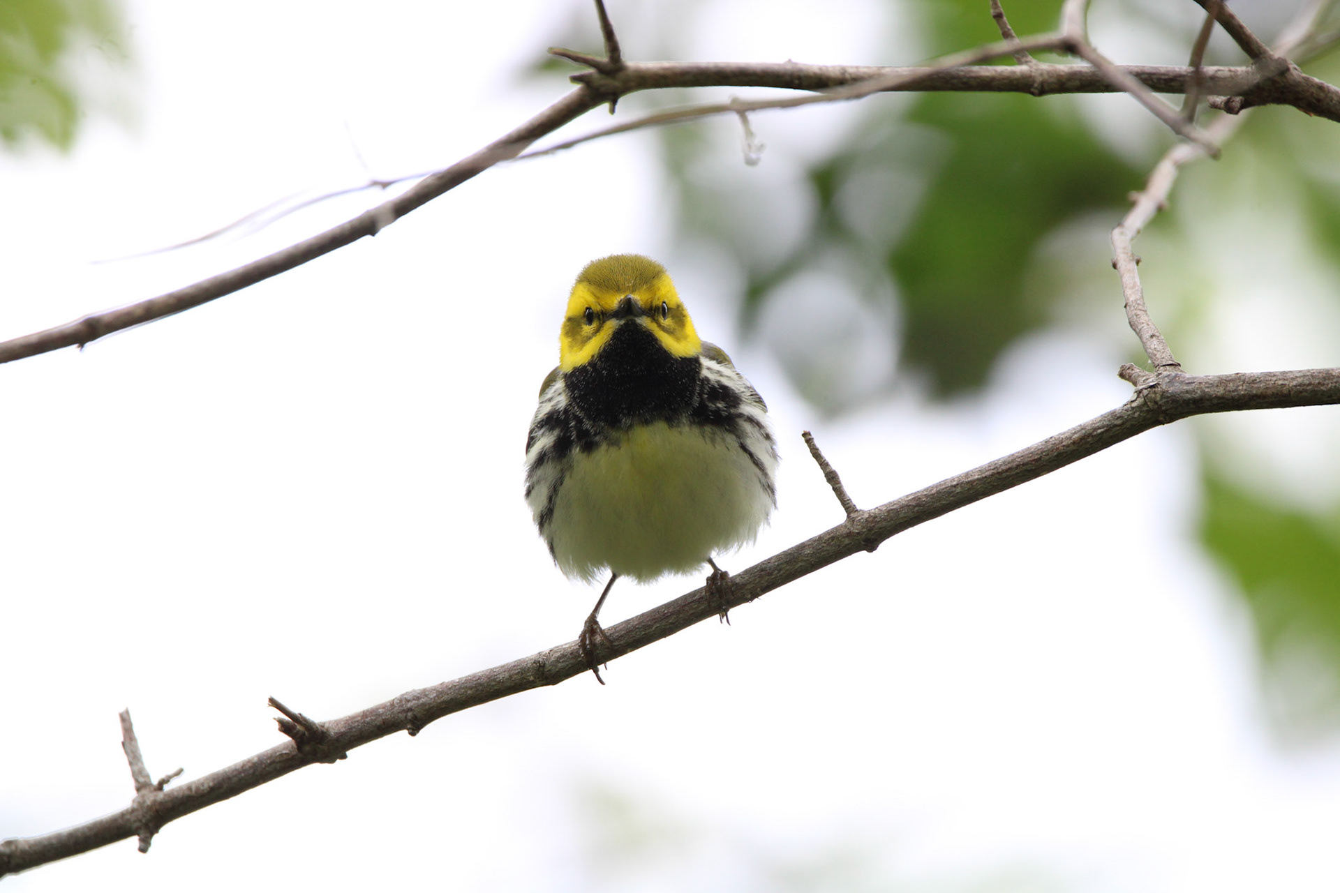 Black-throated Green Warbler
