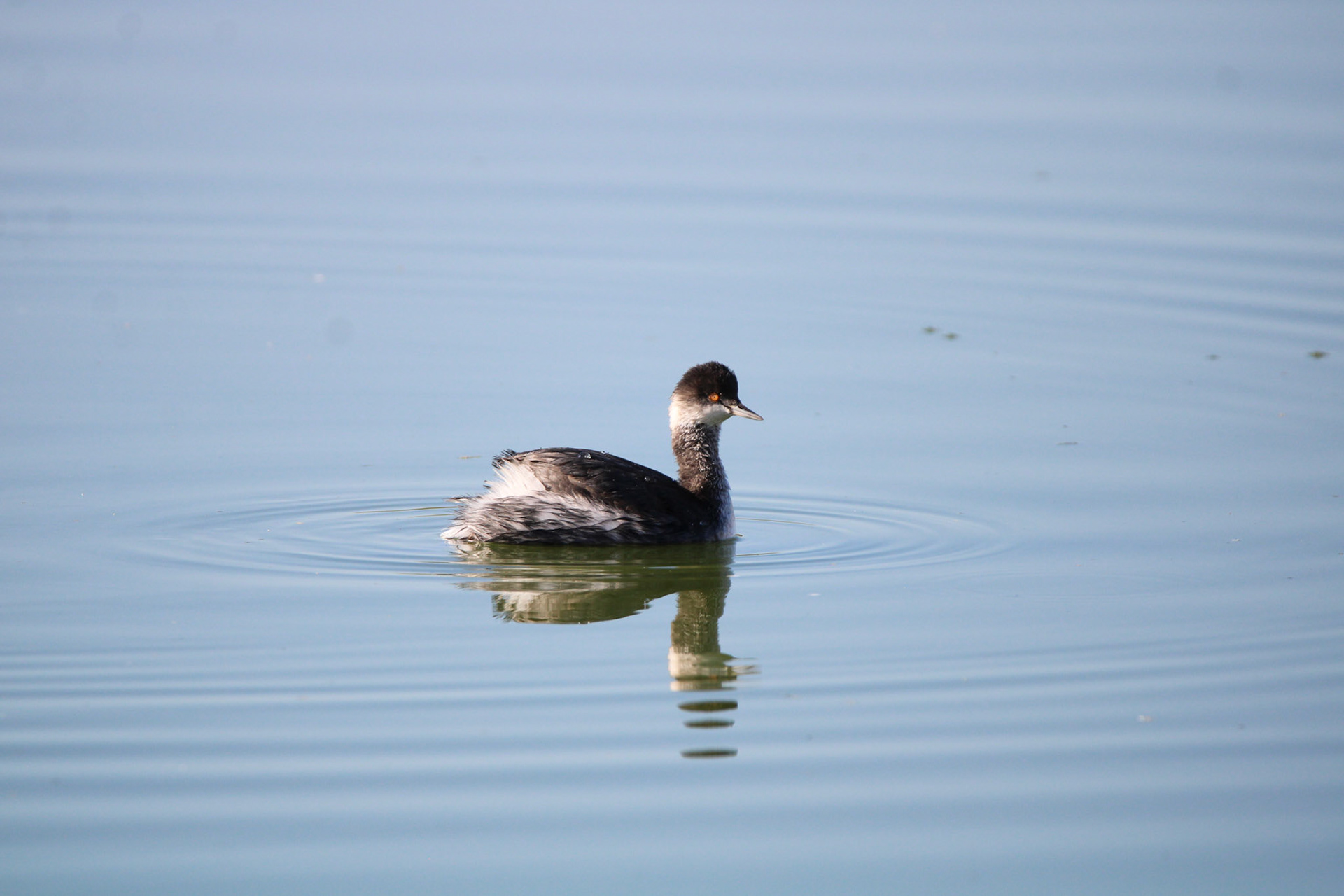 Eared Grebe