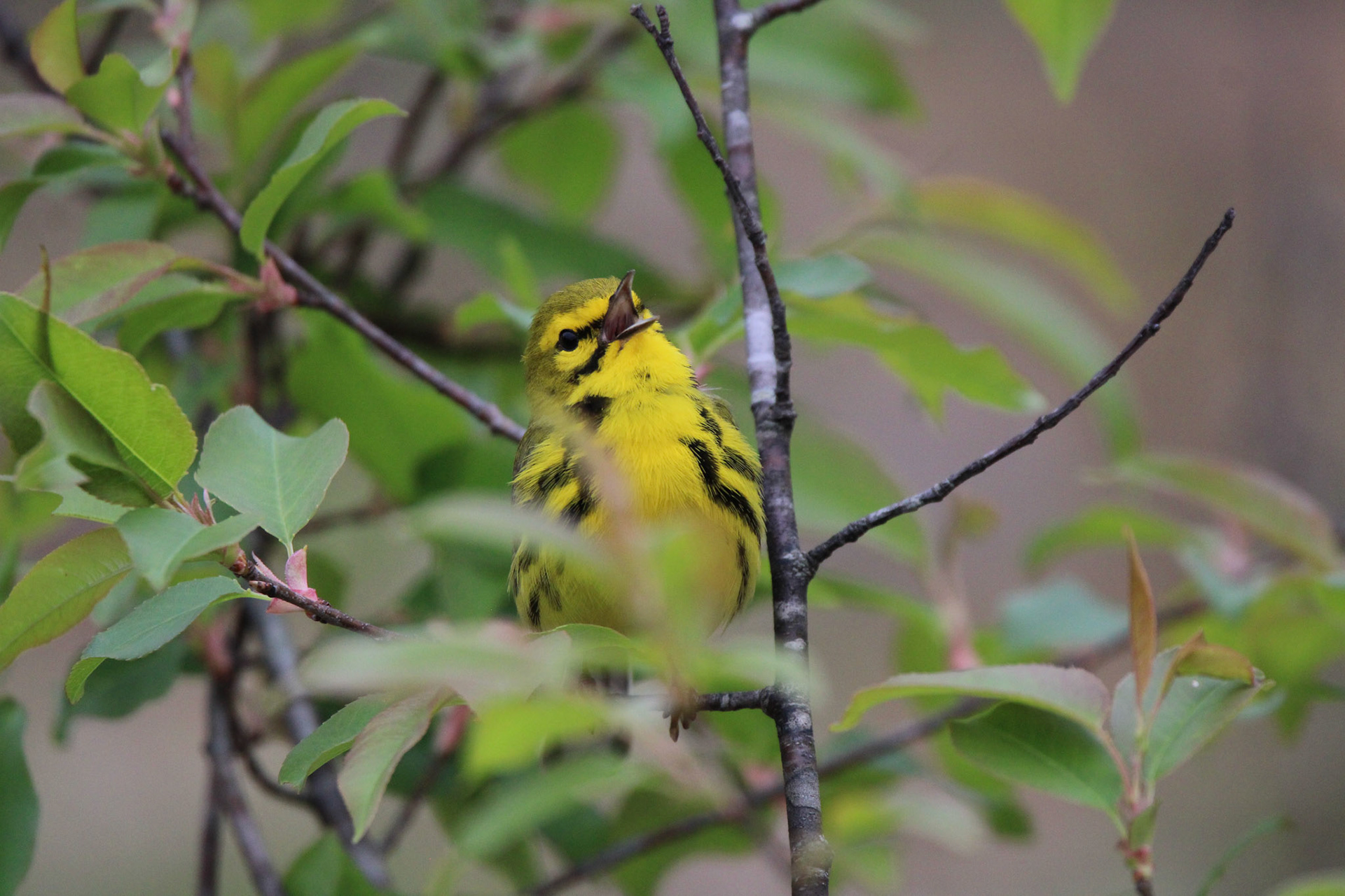 Prairie Warbler