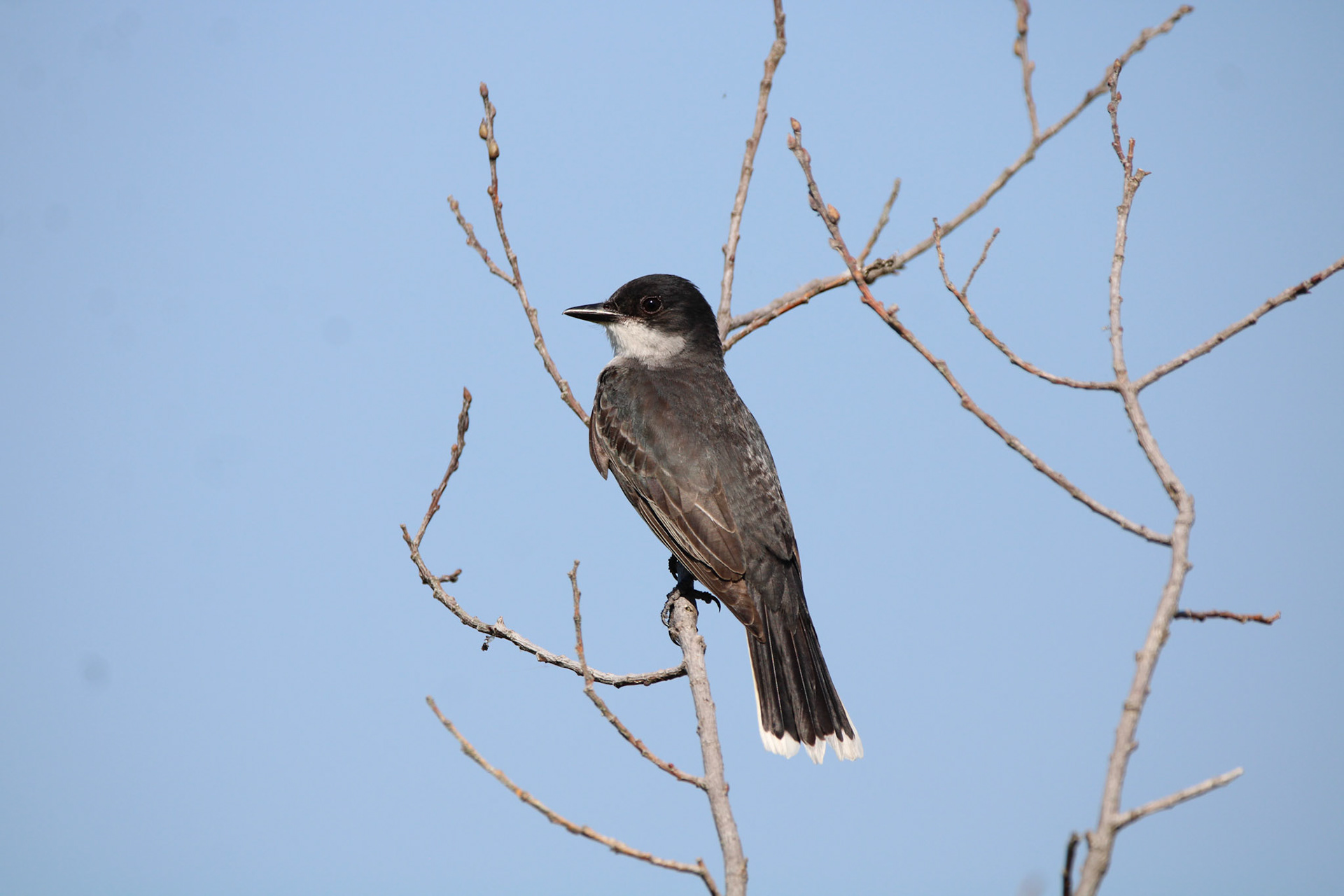Eastern Kingbird