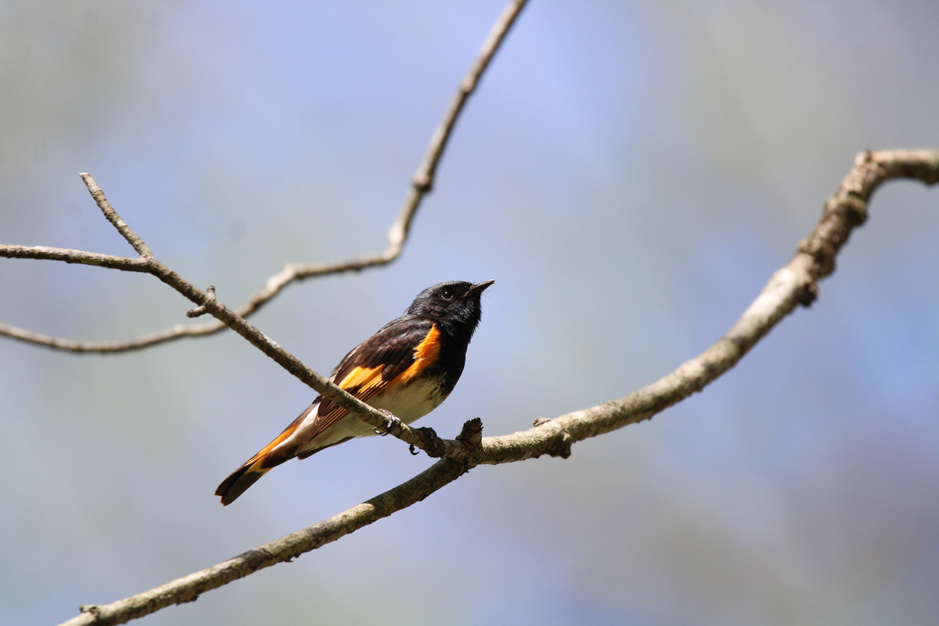 American Redstart