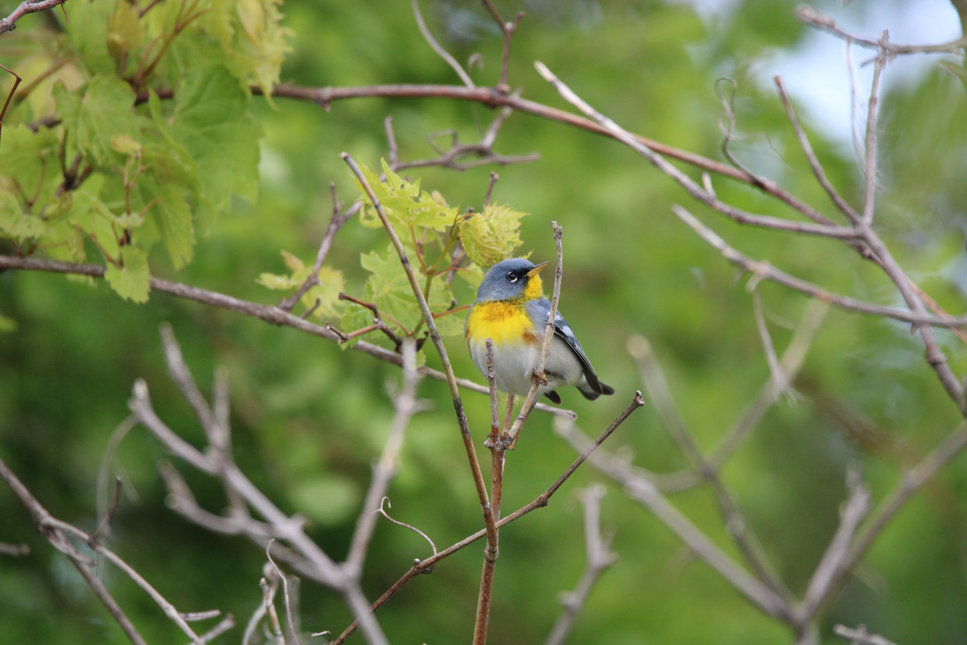Northern Parula