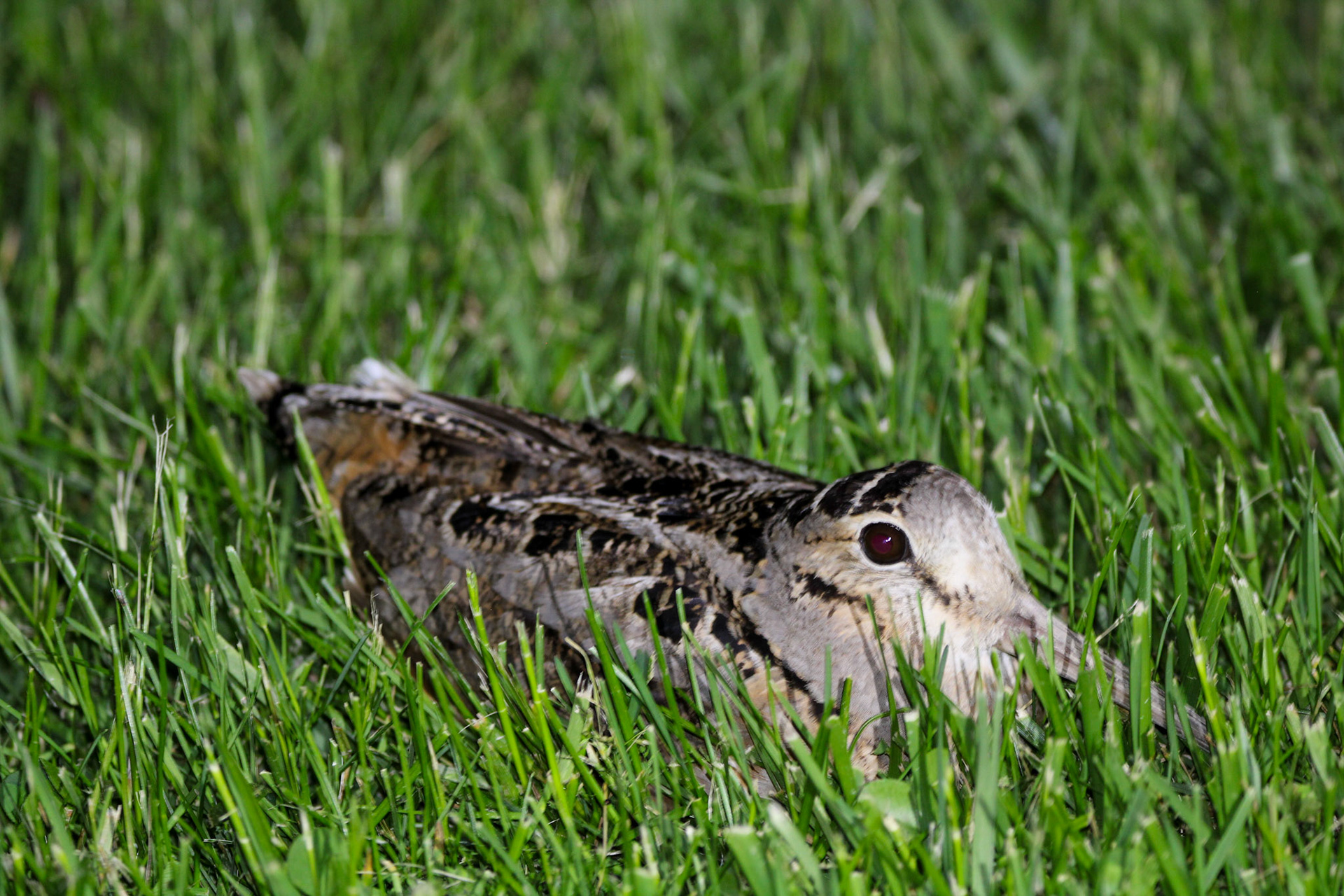 American Woodcock