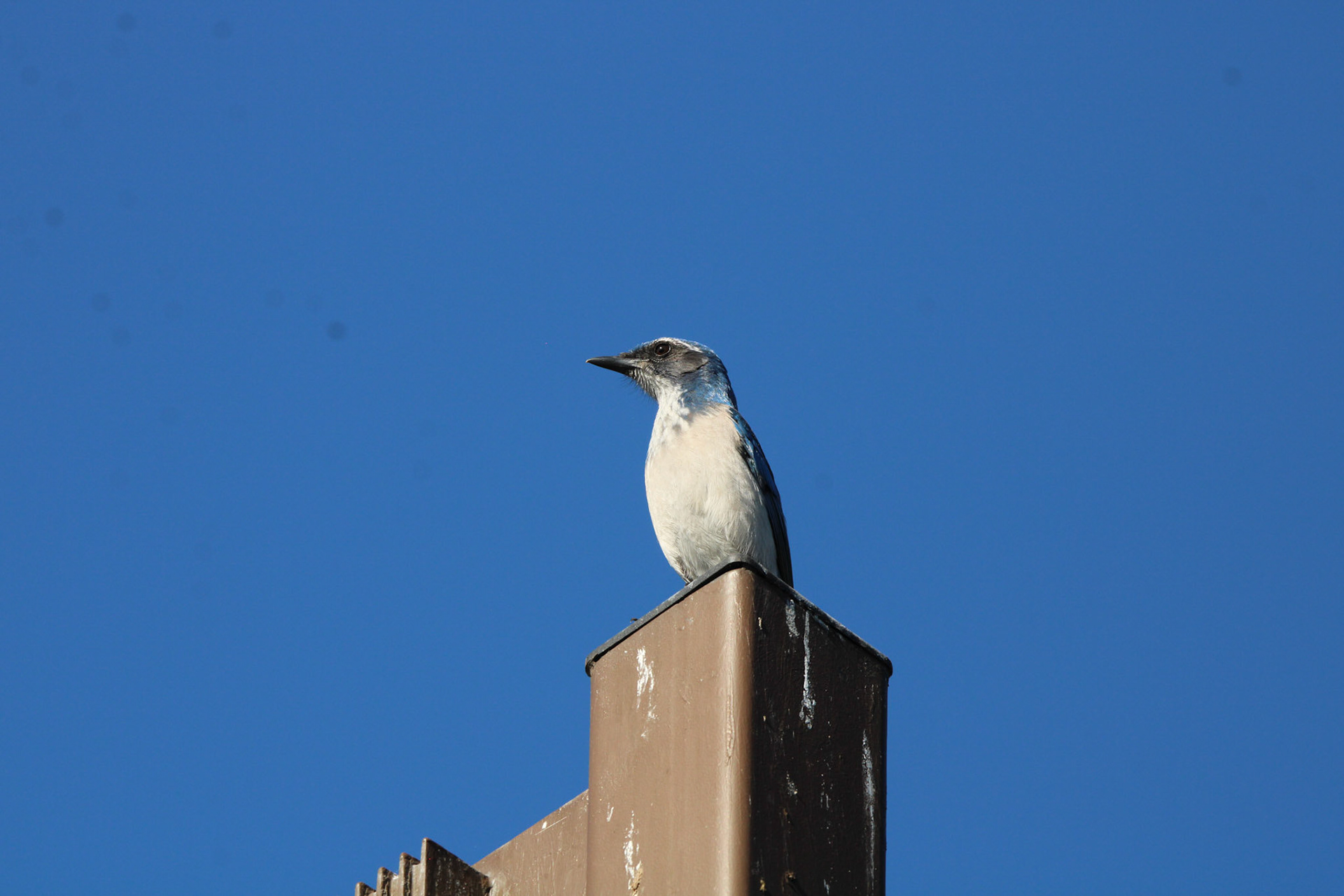 California Scrub Jay - Laguna Grande Park
