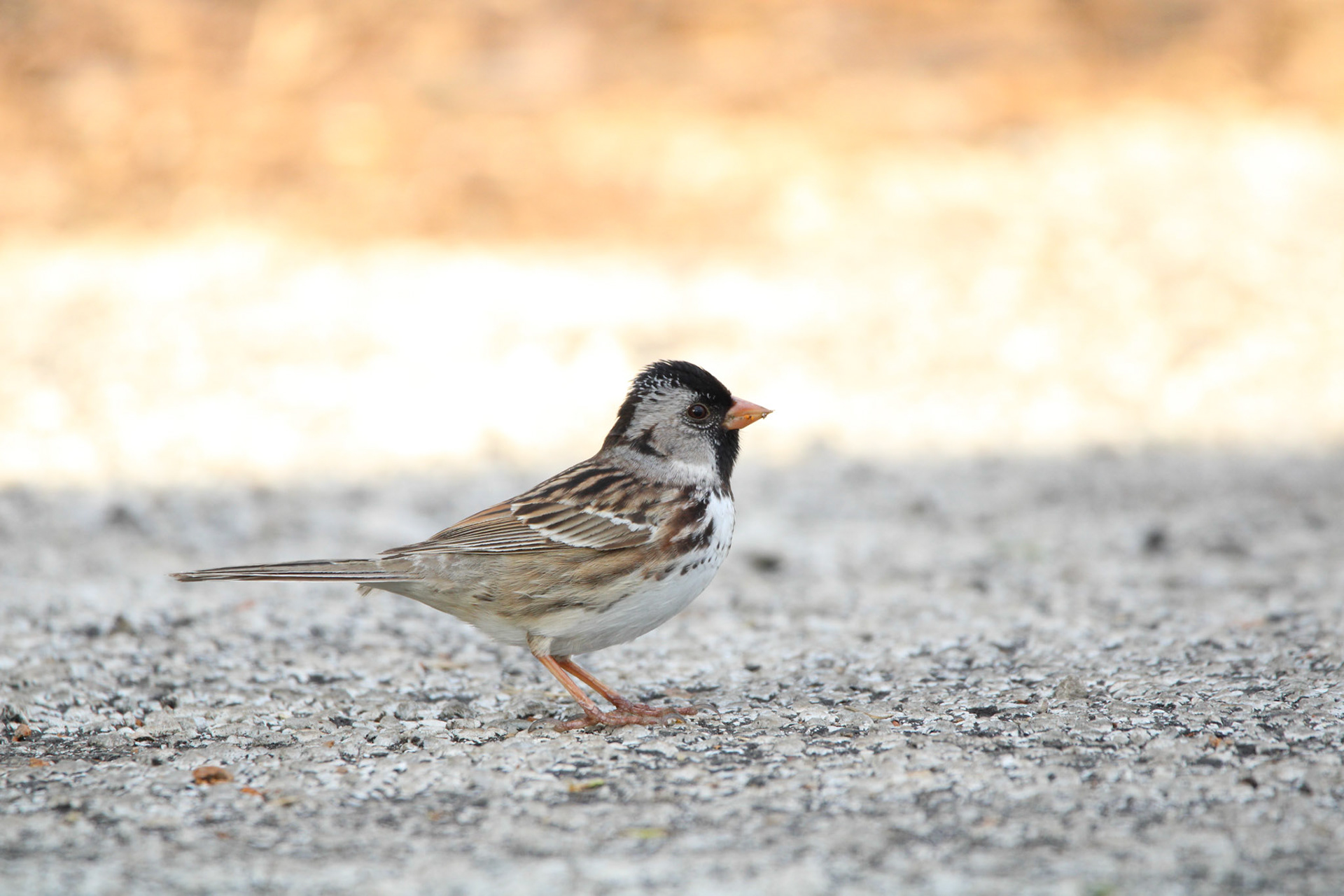 Harris's Sparrow