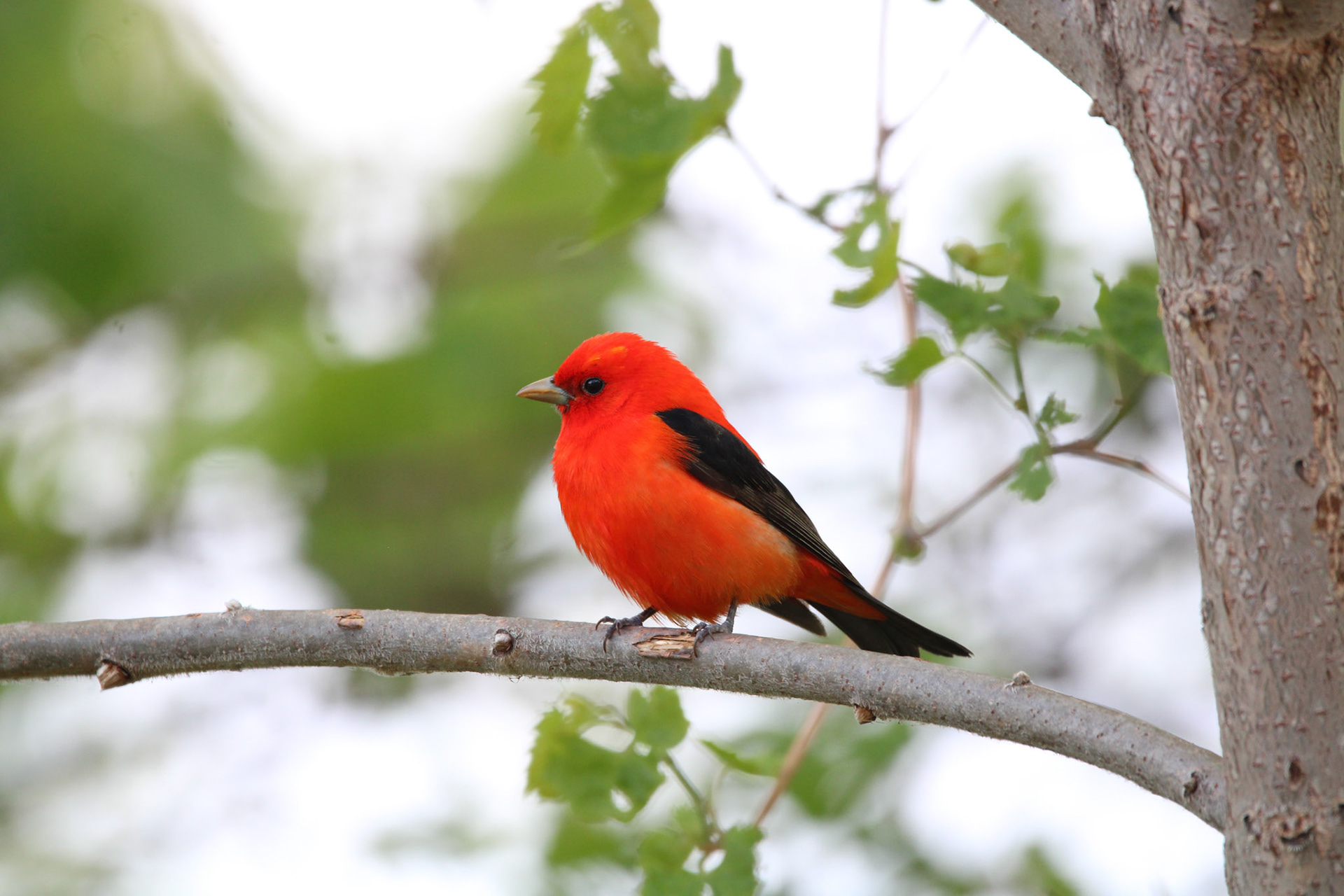 Scarlet Tanager