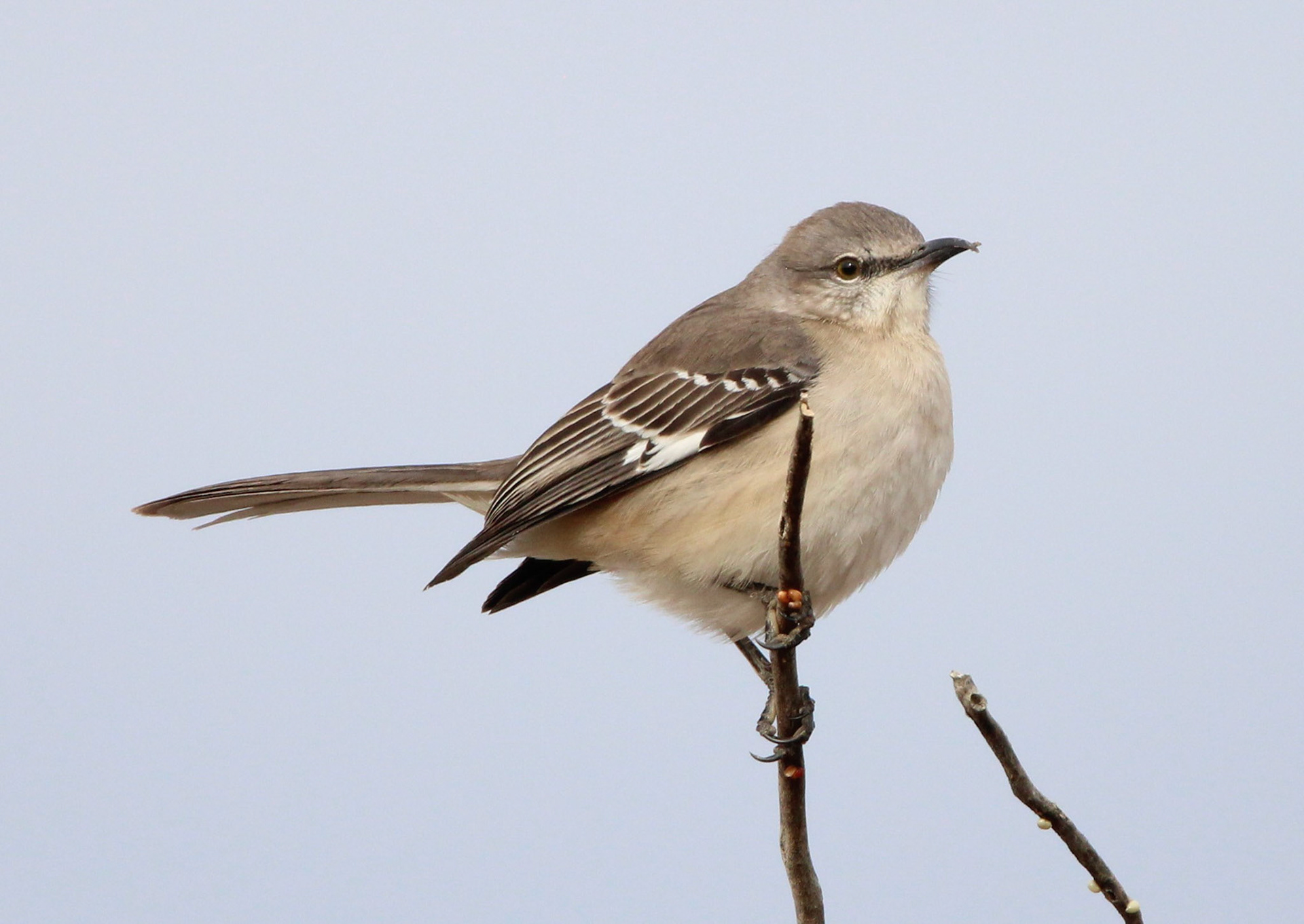 Northern Mockingbird