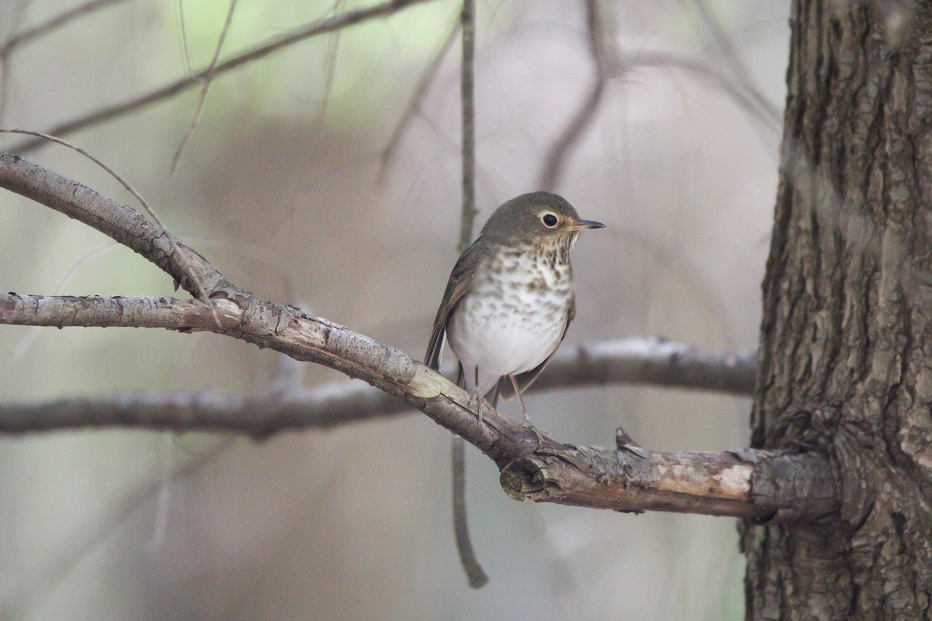 Swainson's Thrush?