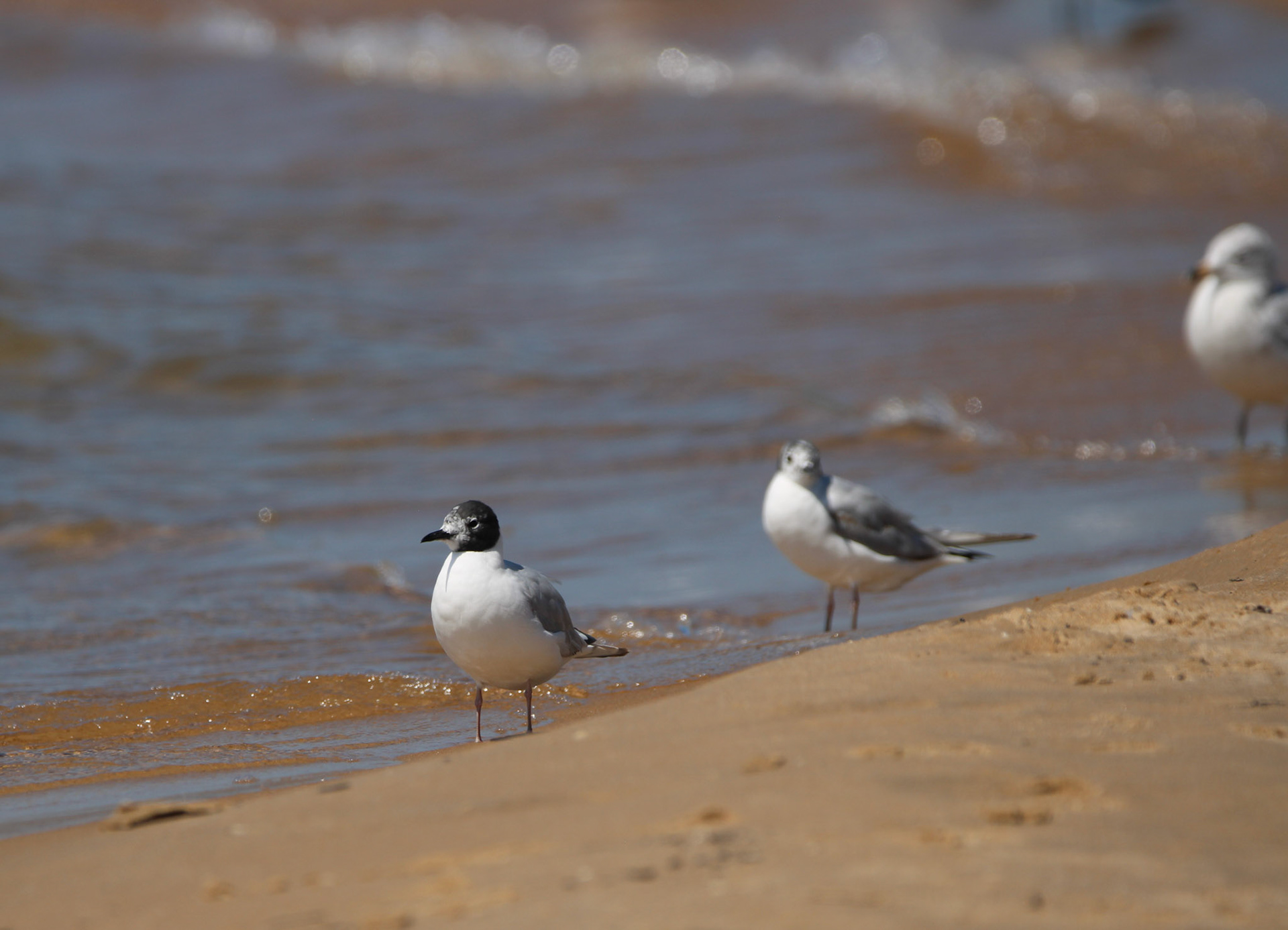 Boneparte's Gull