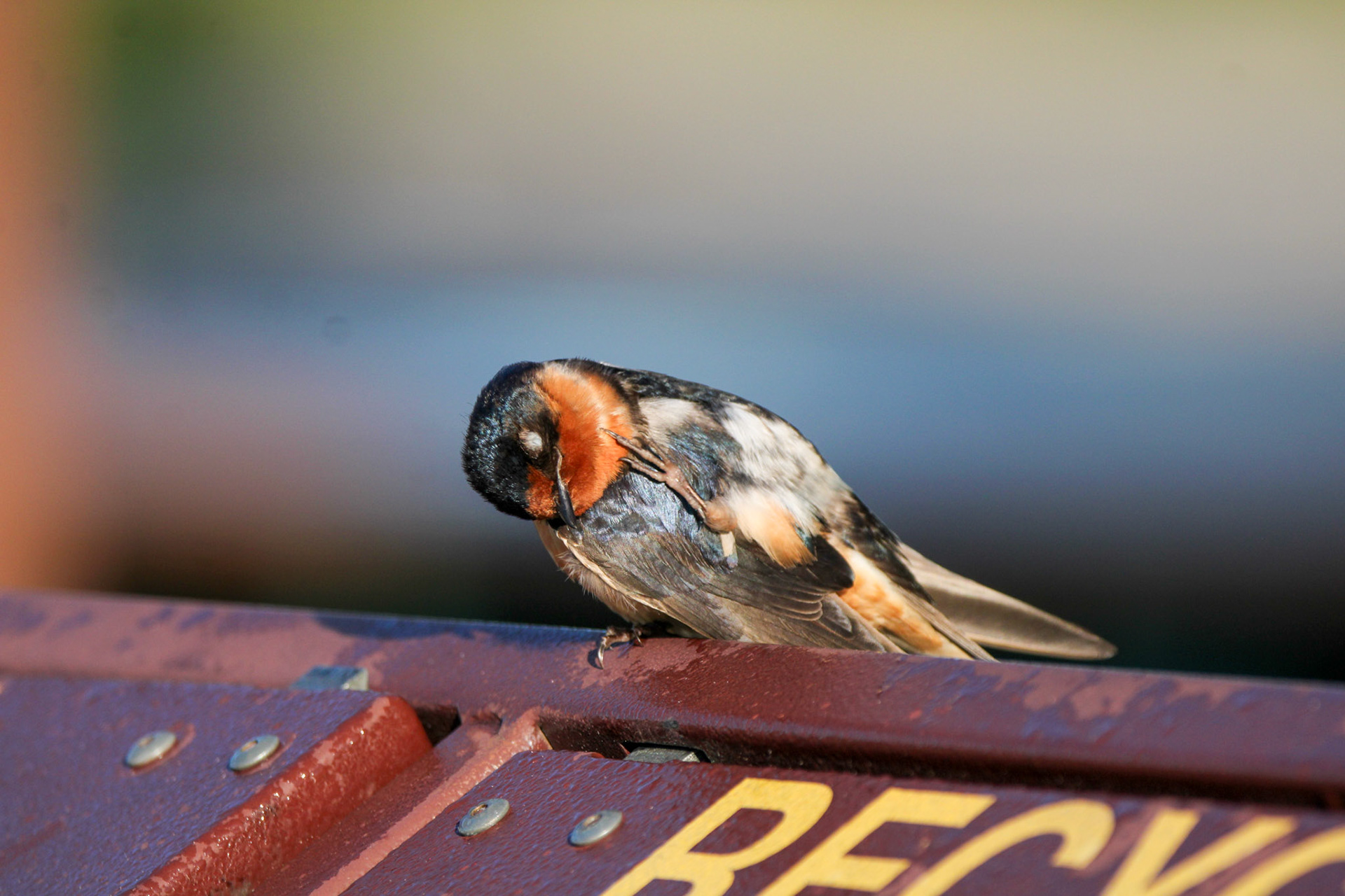 Barn Swallow
