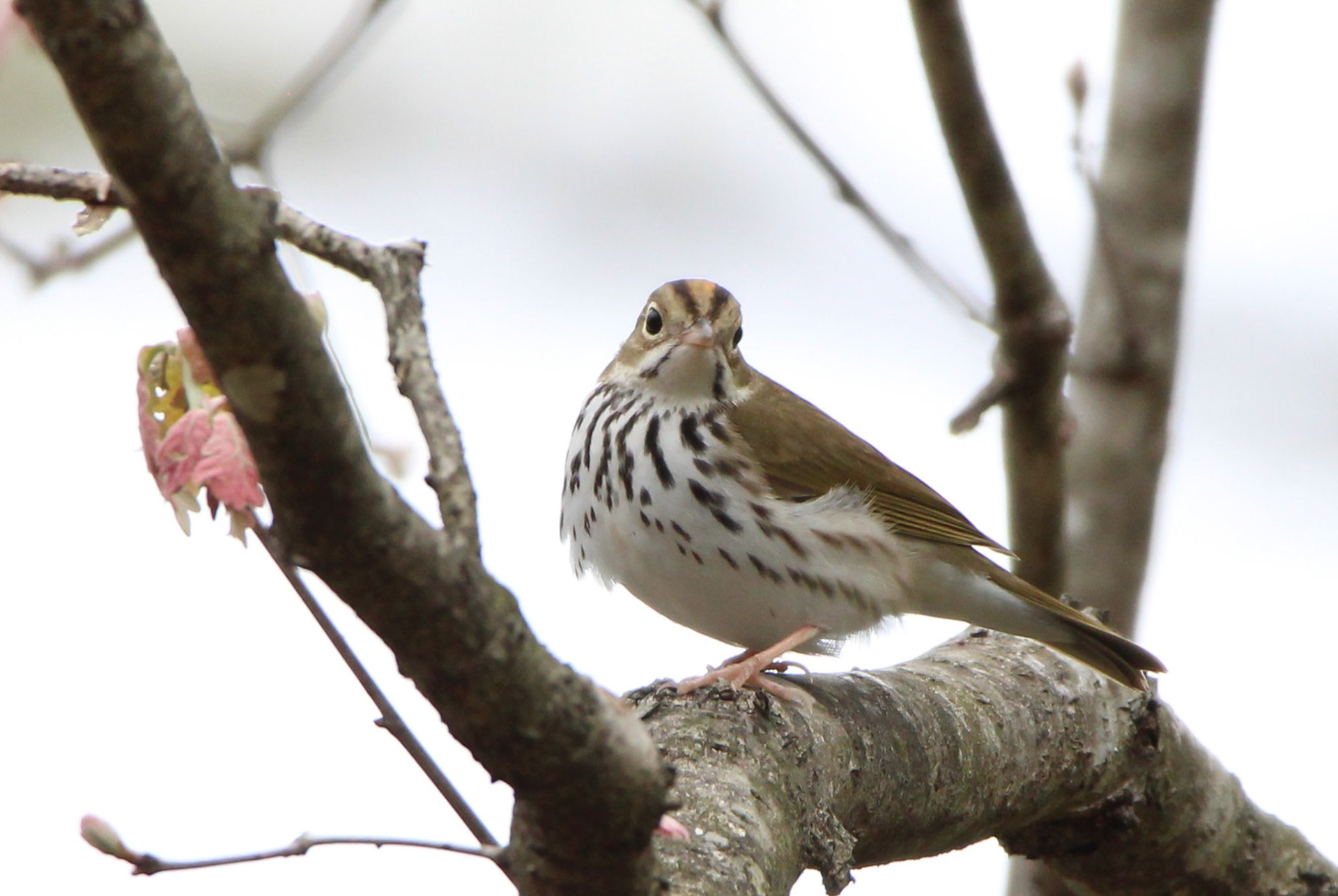 Ovenbird