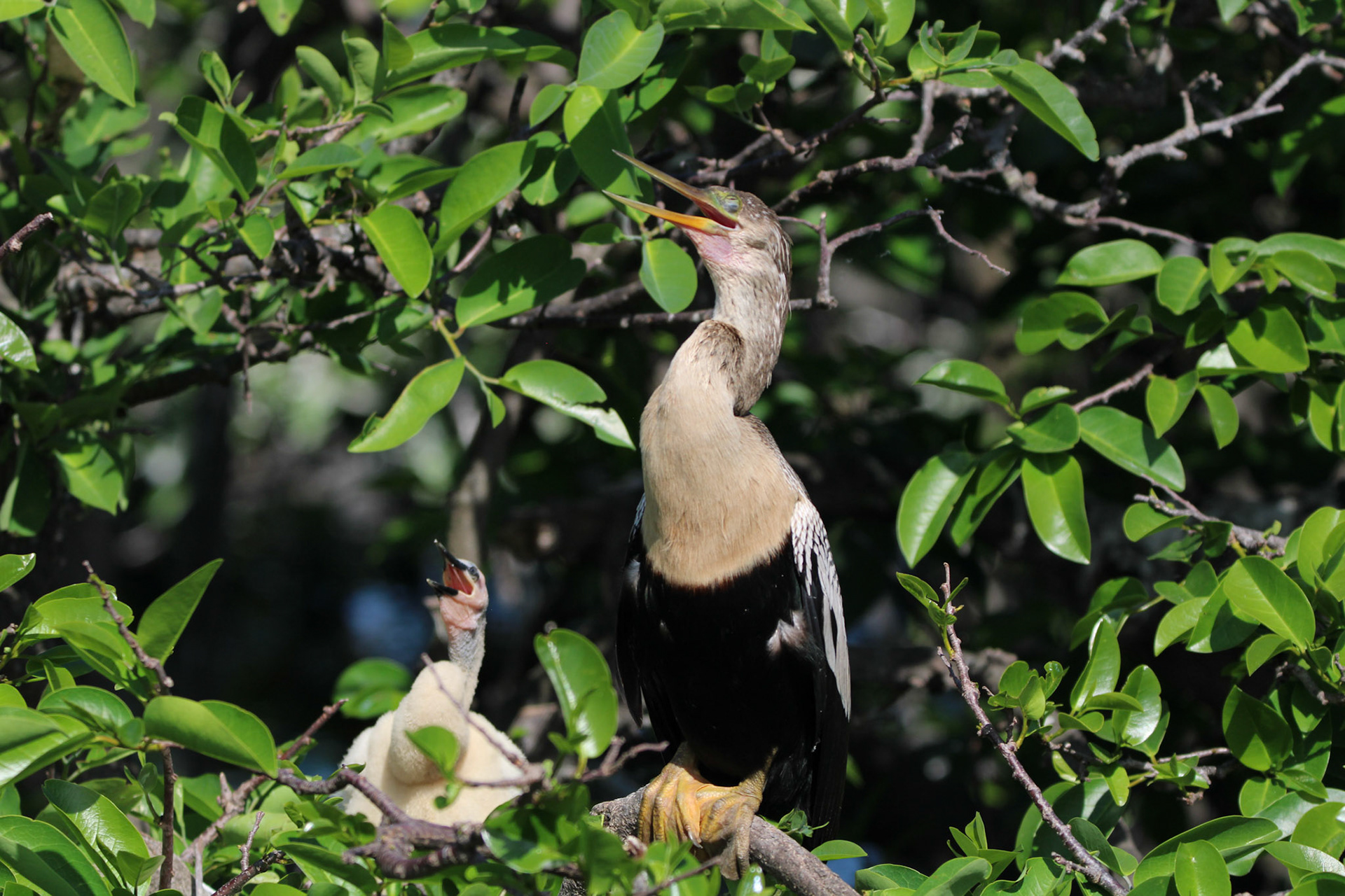 Anhinga - Wakodahatchee Wetlands