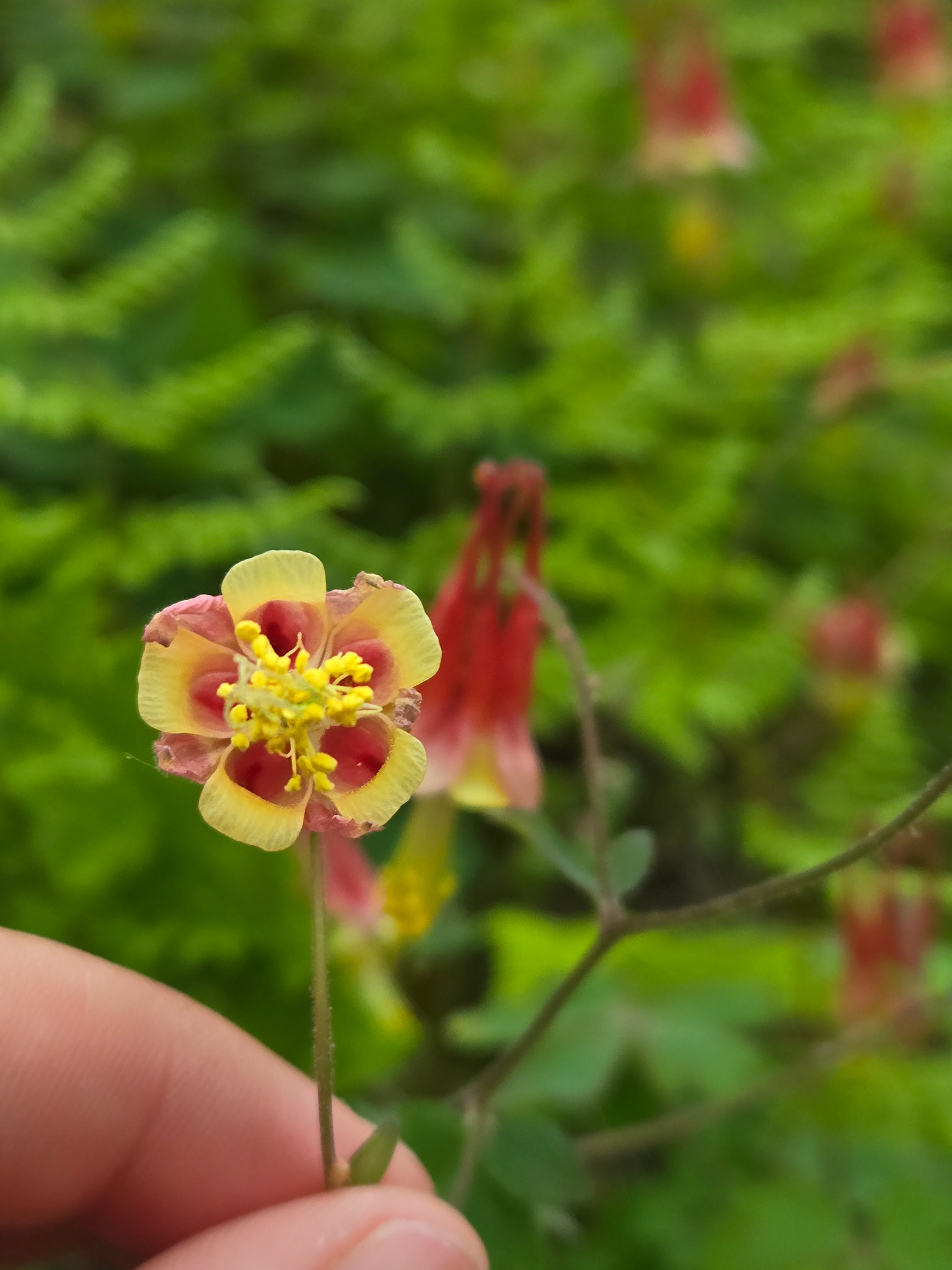 Columbine