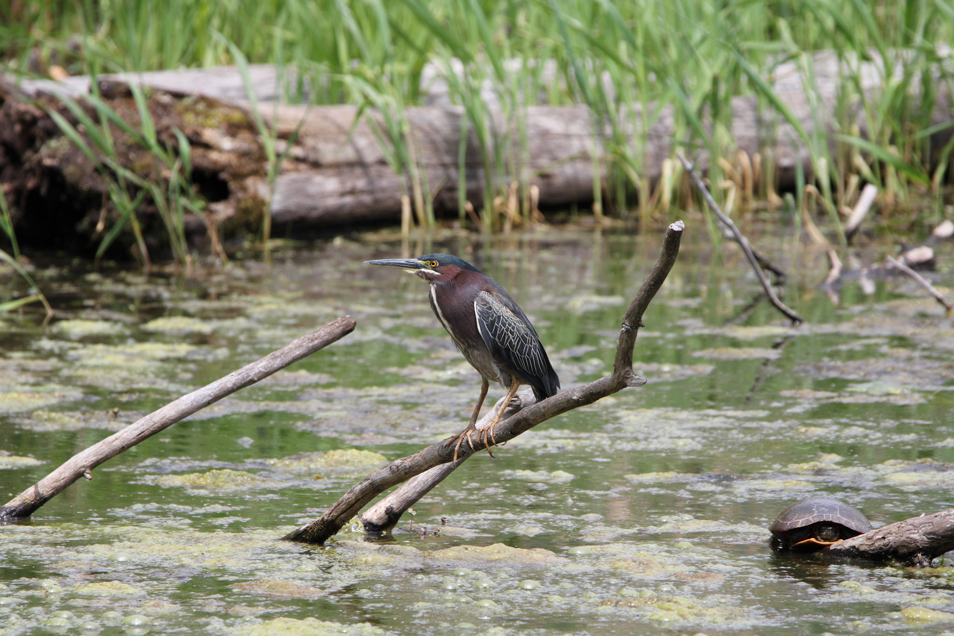 Green Heron