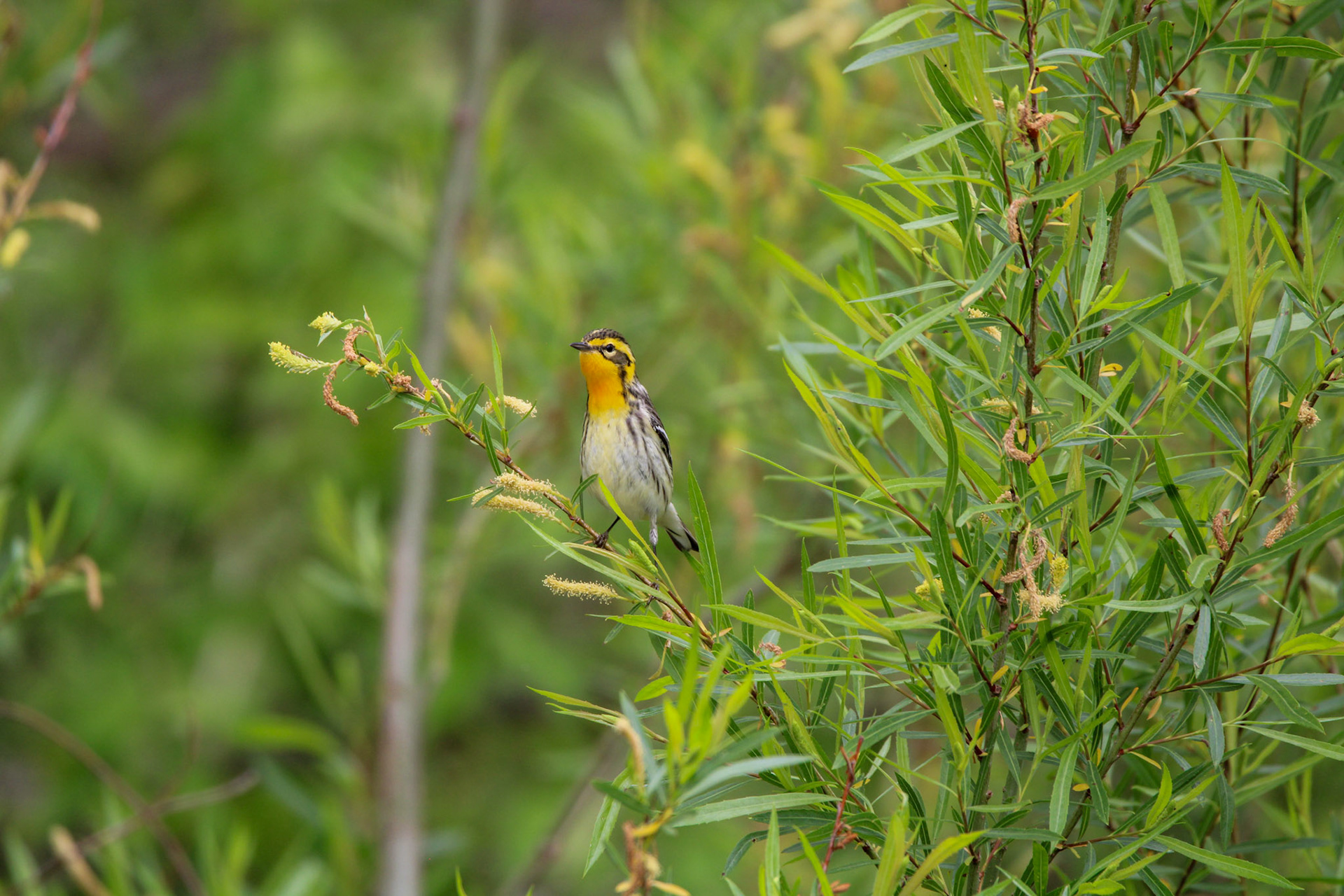 Blackburnian Warbler