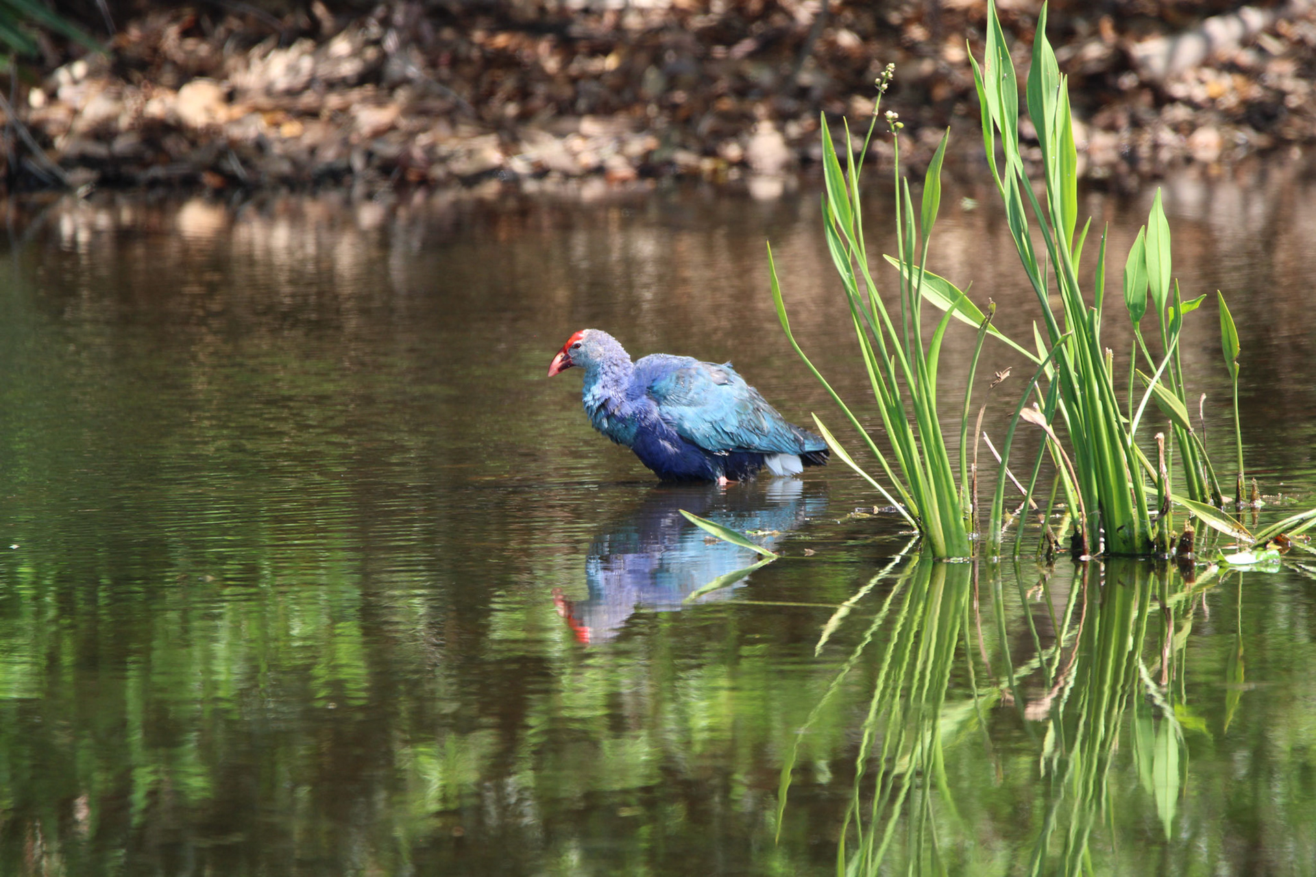 Gray-headed Swamphen - Wakodahatchee Wetlands