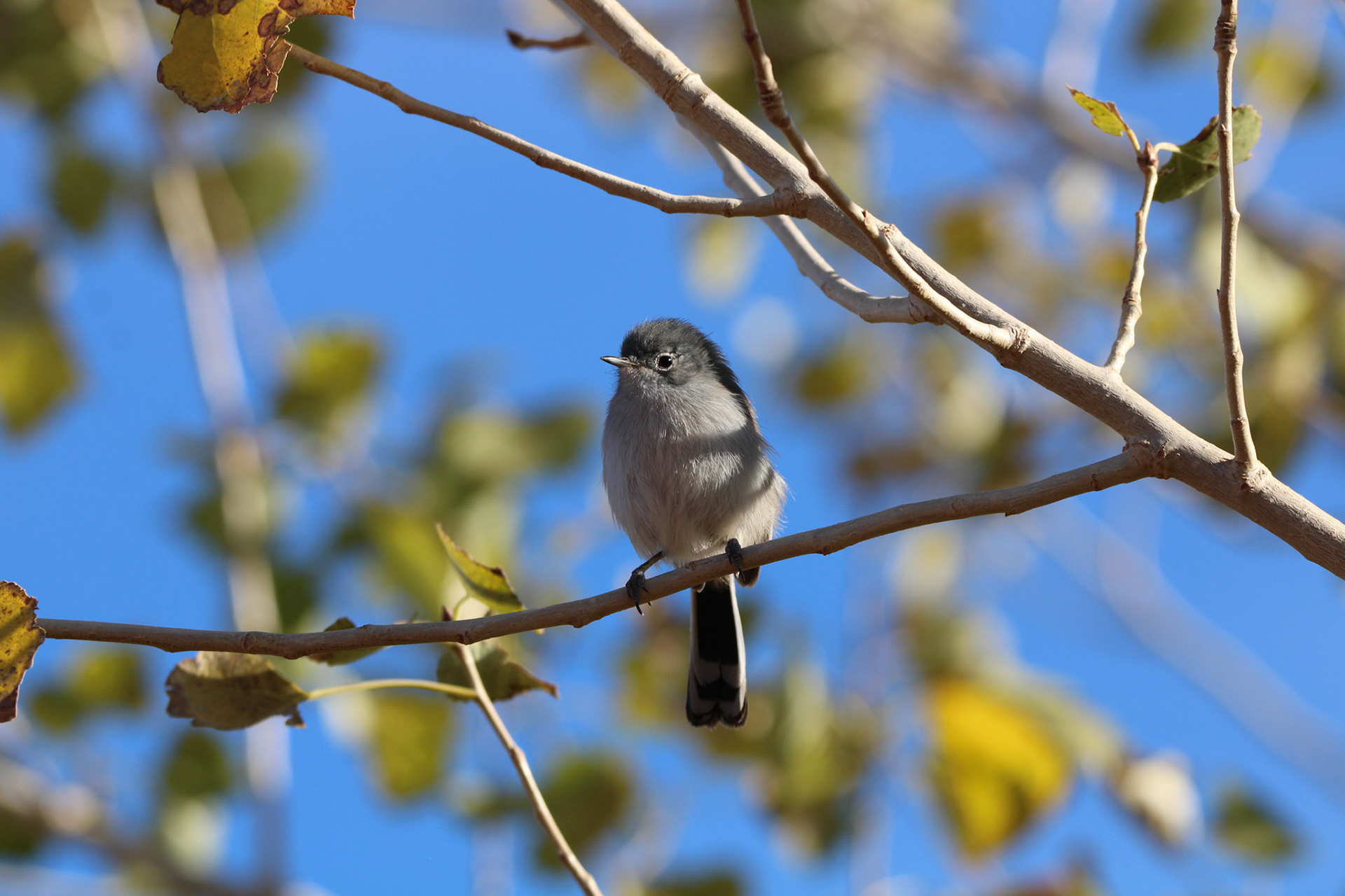 Black-tailed Gnatcatcher