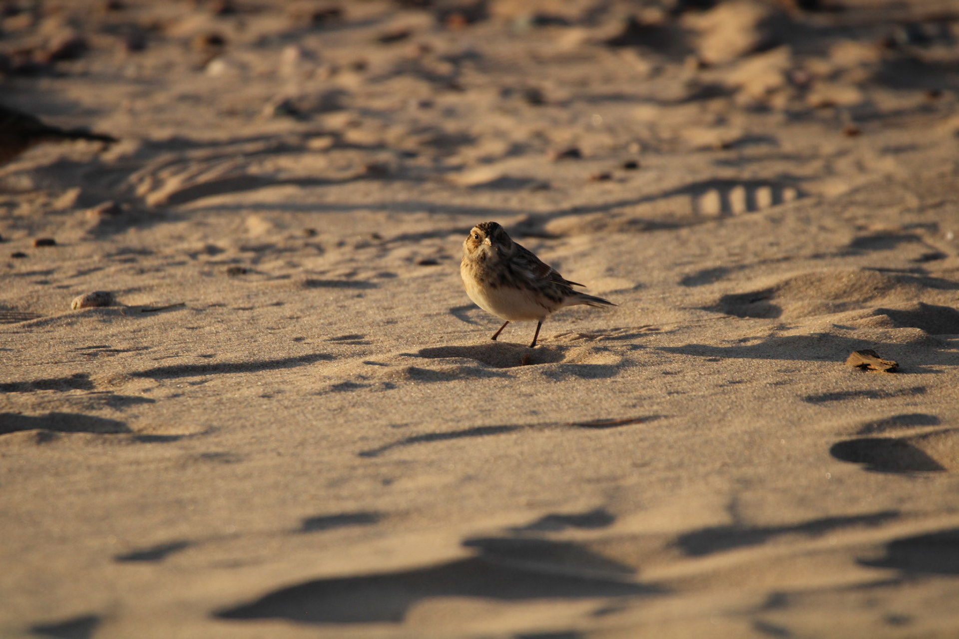 Lapland Longspur