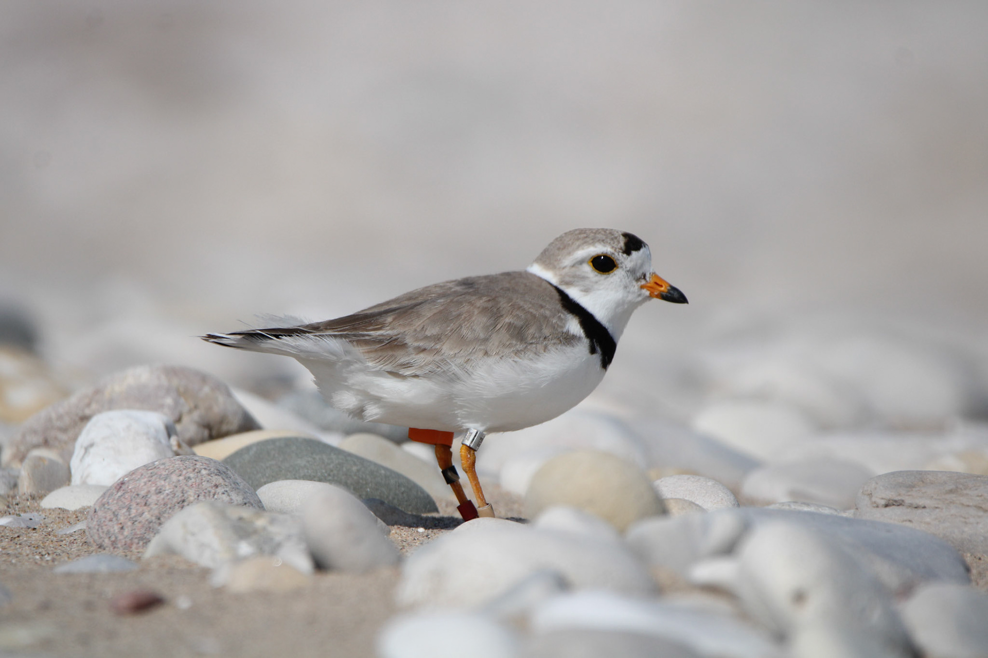 Piping Plover