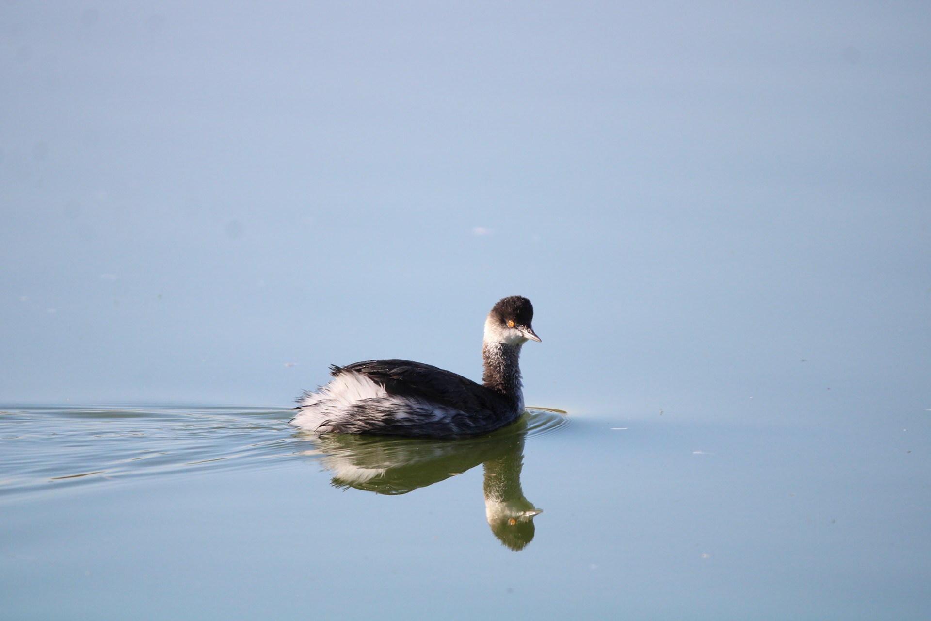 Eared Grebe