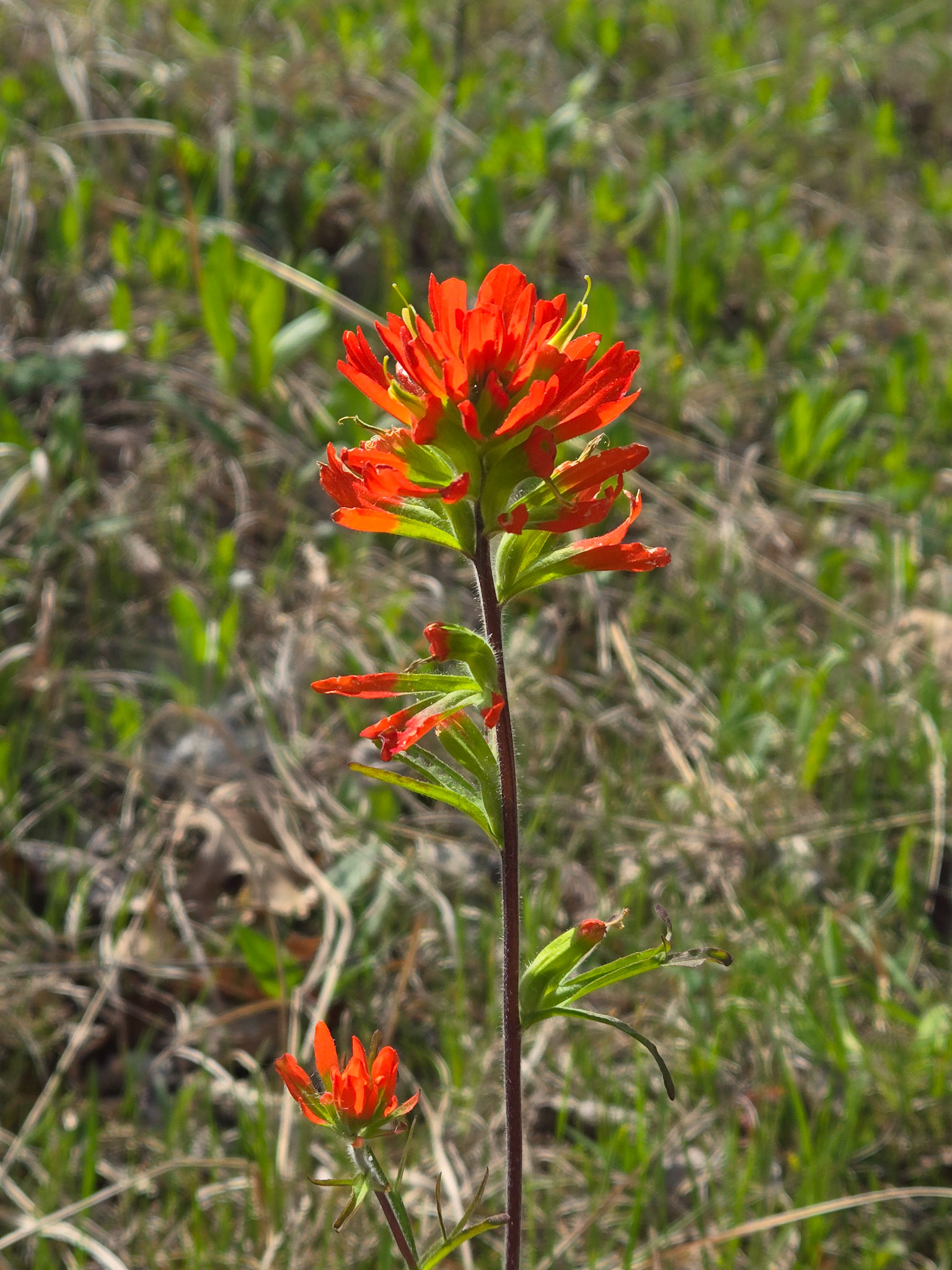 Indian Paintbrush
