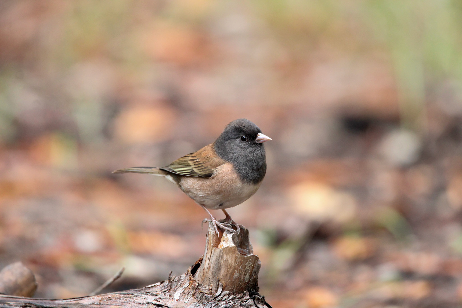 Dark-eyed Junco - Big Basin Redwoods State Park