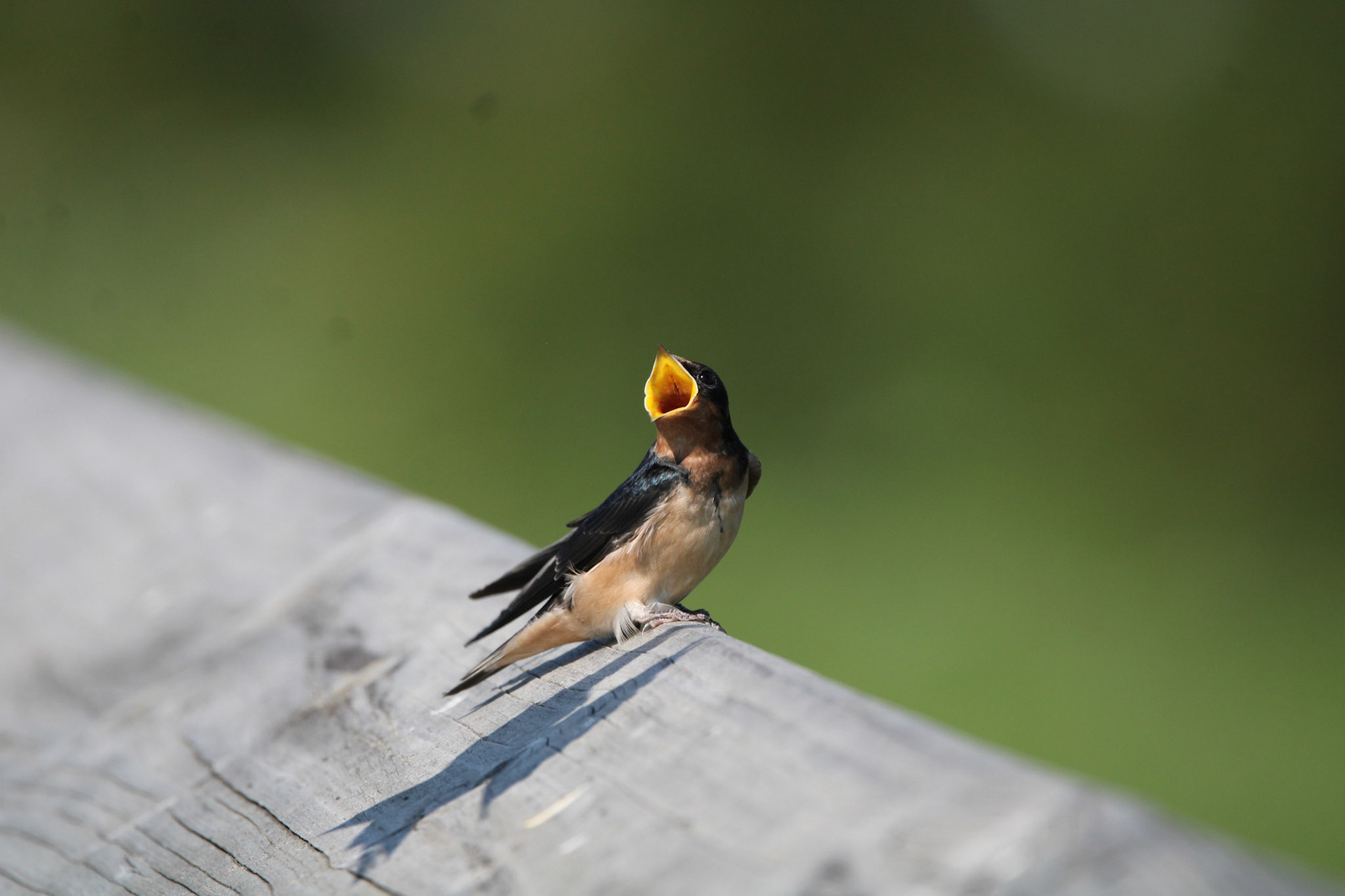 Barn Swallow