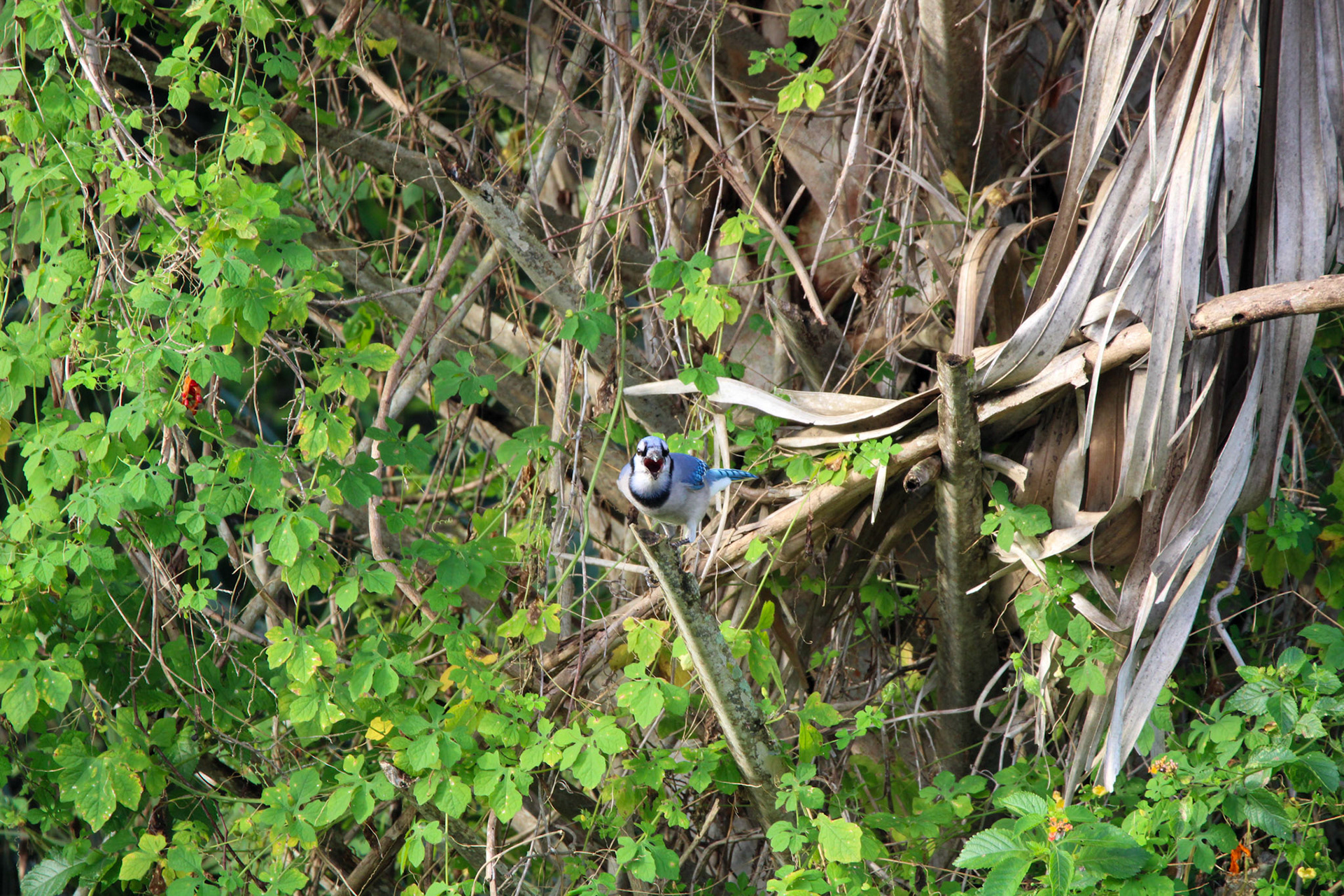 Blue Jay