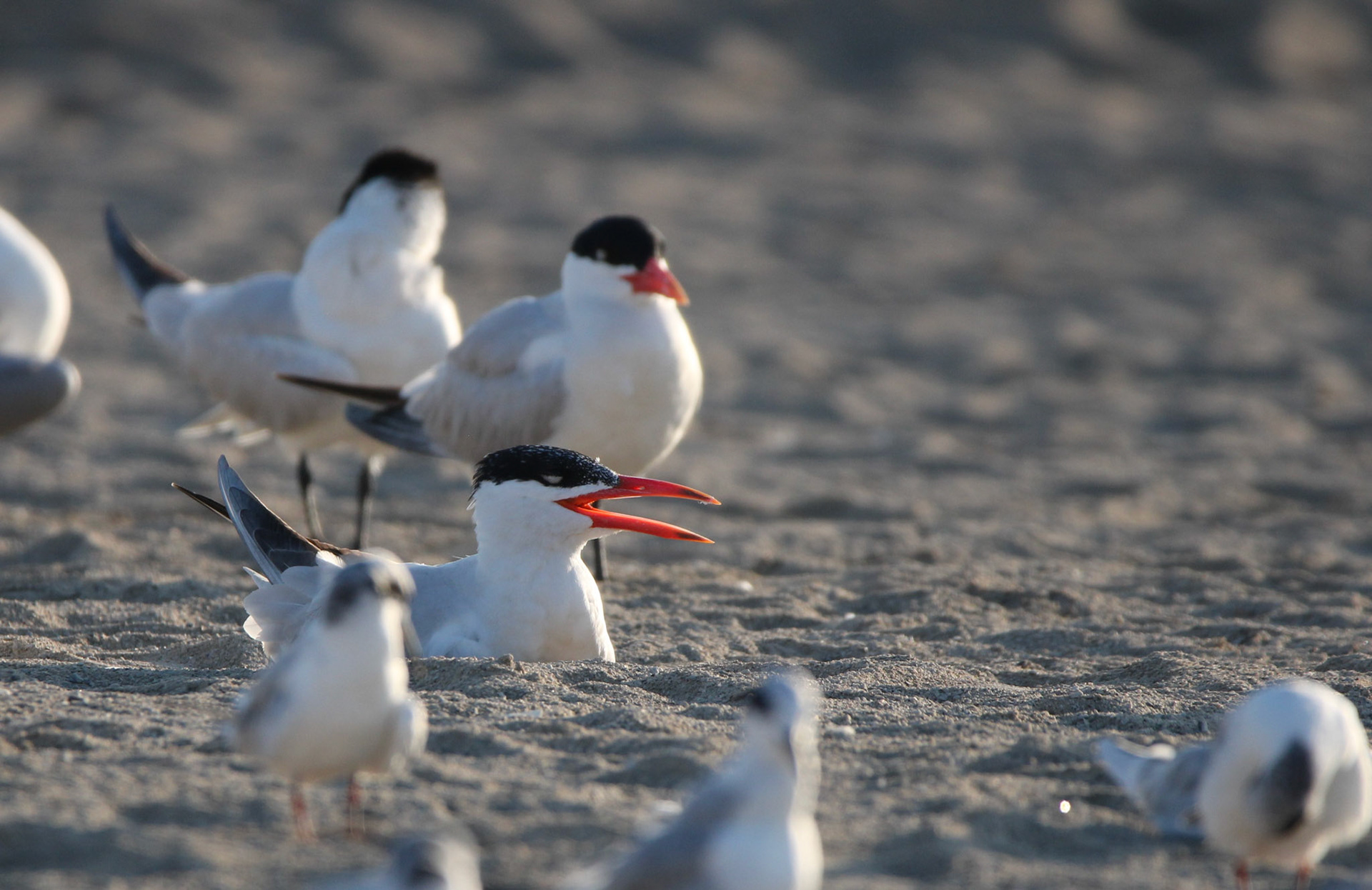 Caspian Tern