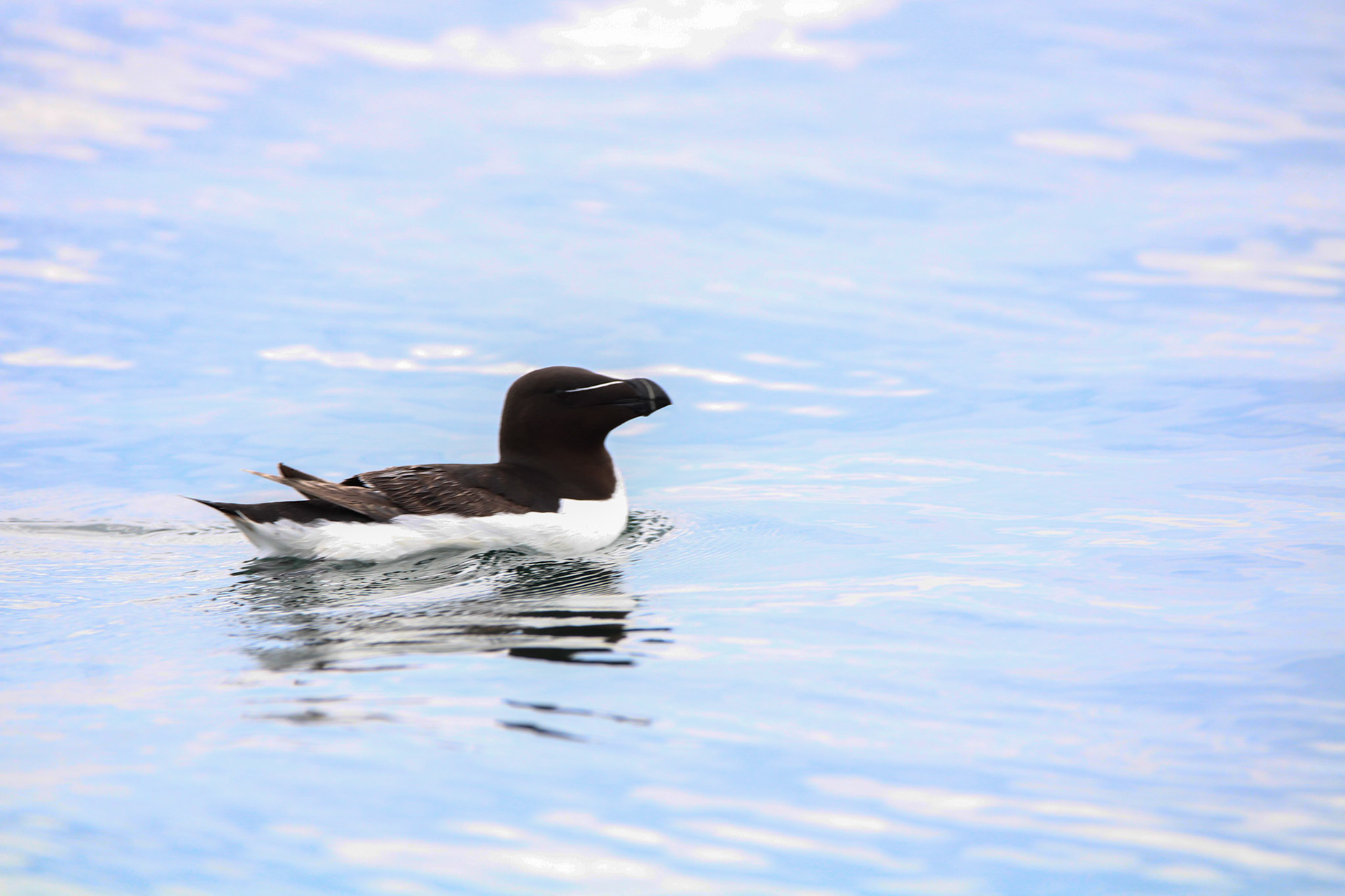 Razorbill