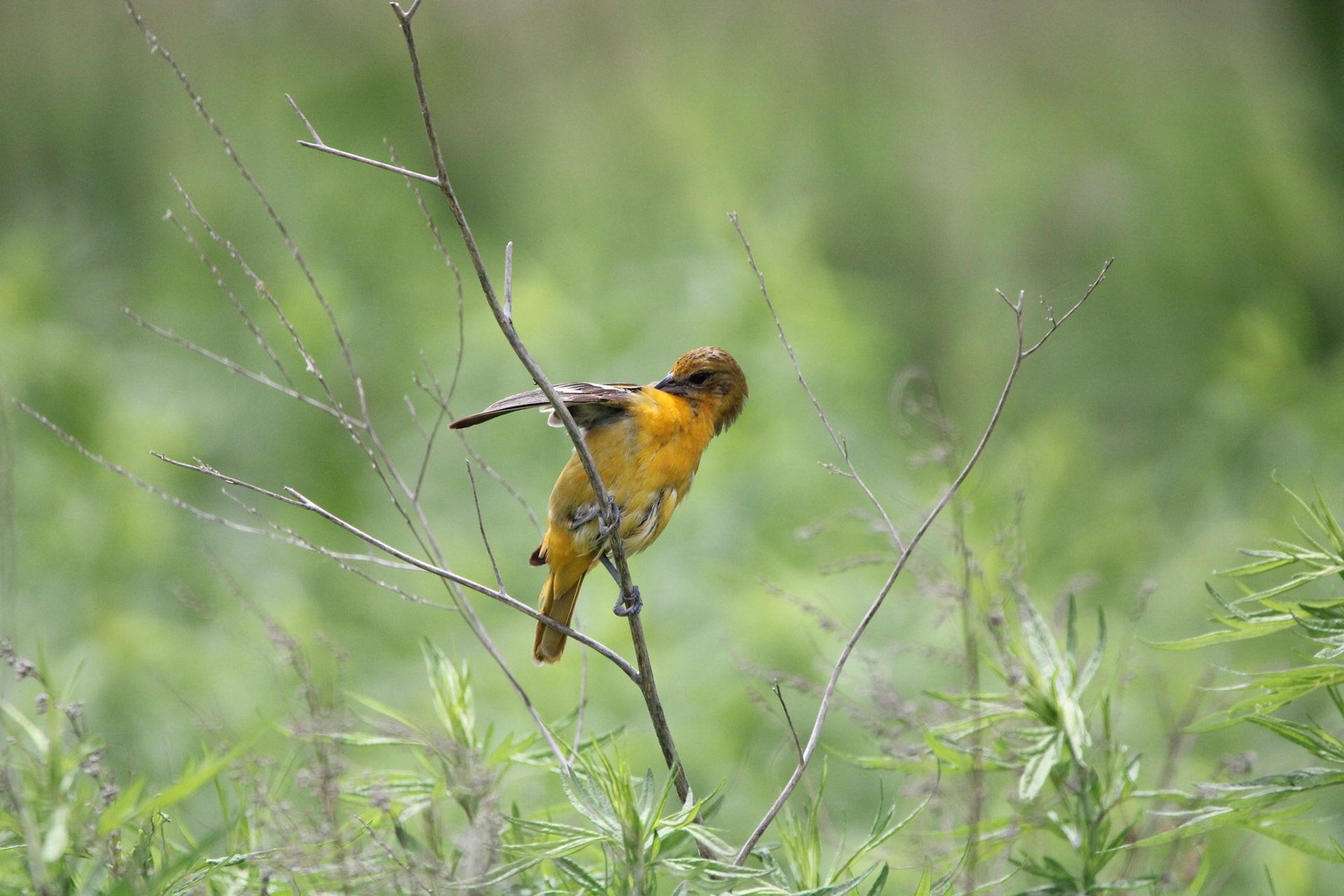 Baltimore Oriole (Female)