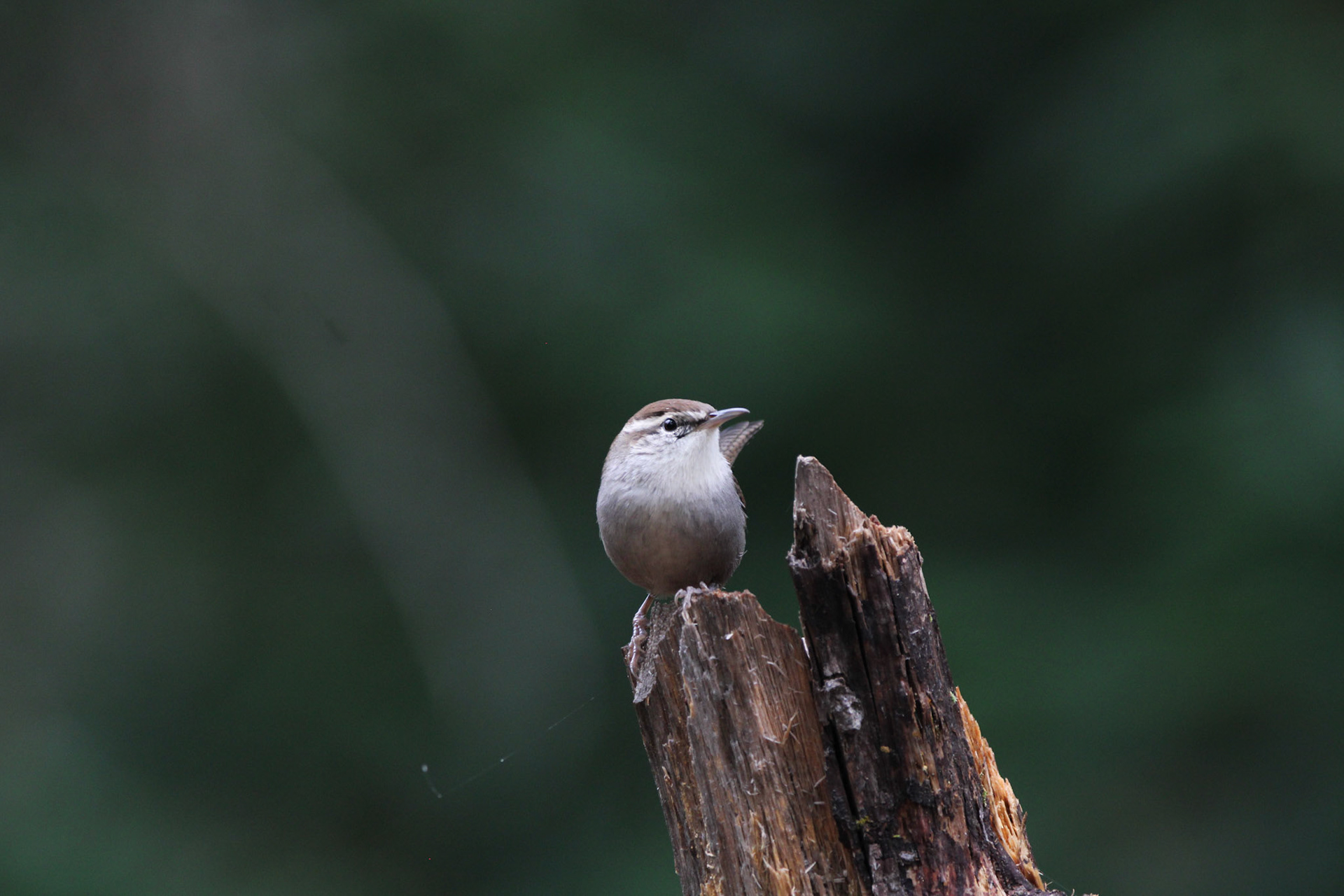 Bewick's Wren - Big Basin Redwoods State Park