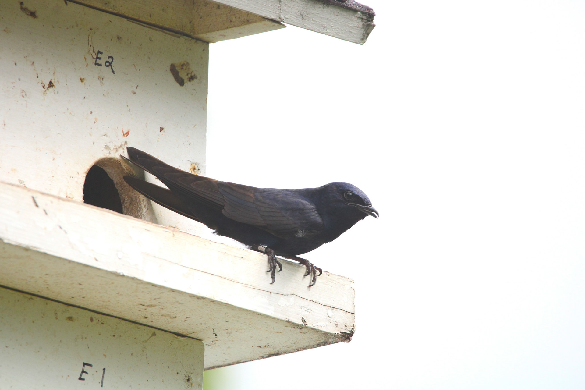 Purple Martin