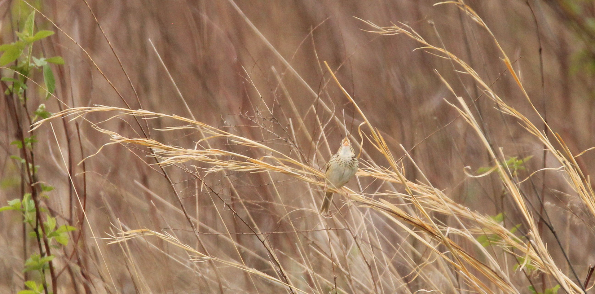Henslow's Sparrow