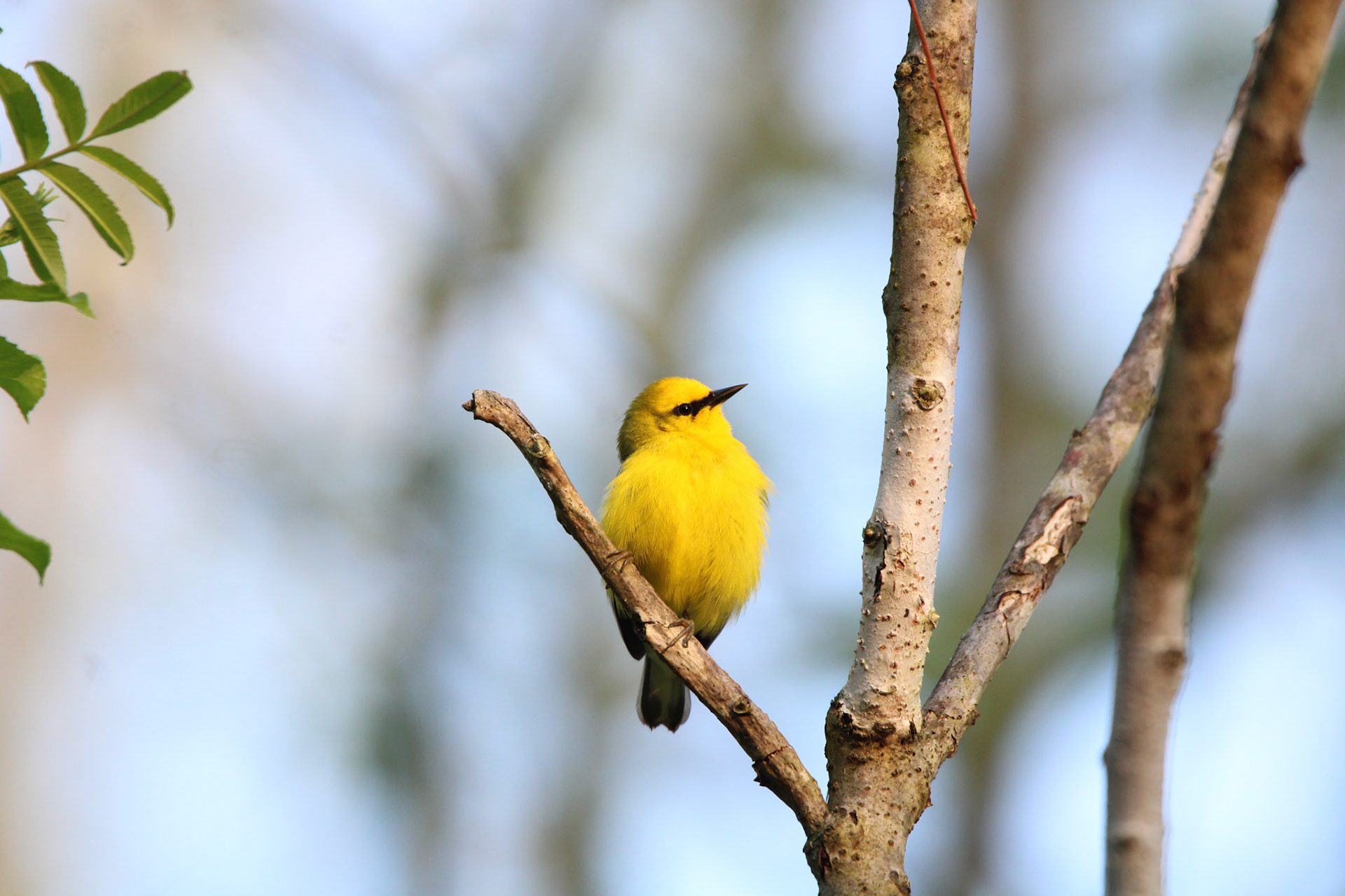 Blue-winged Warbler