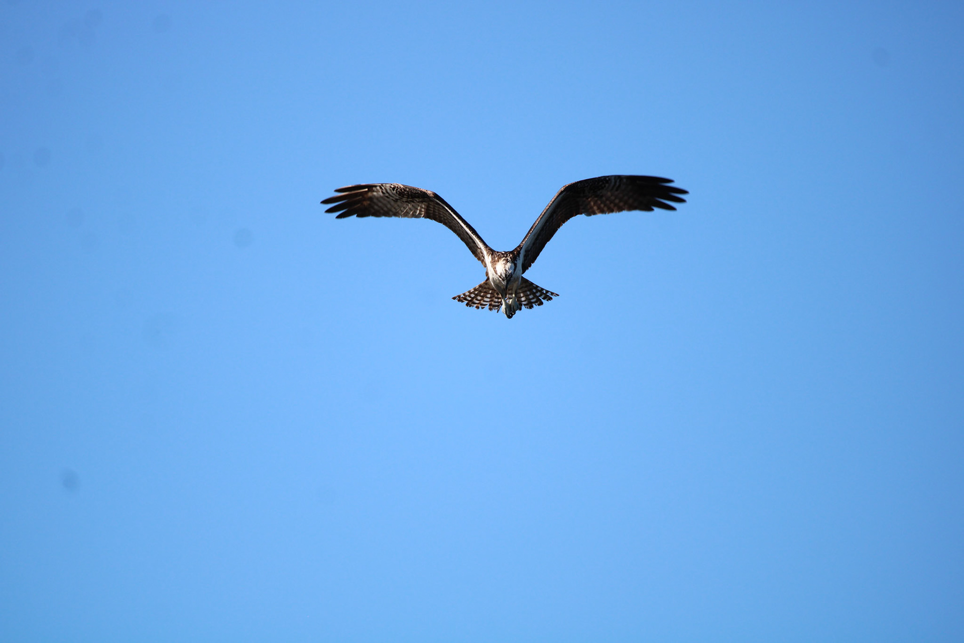 Osprey