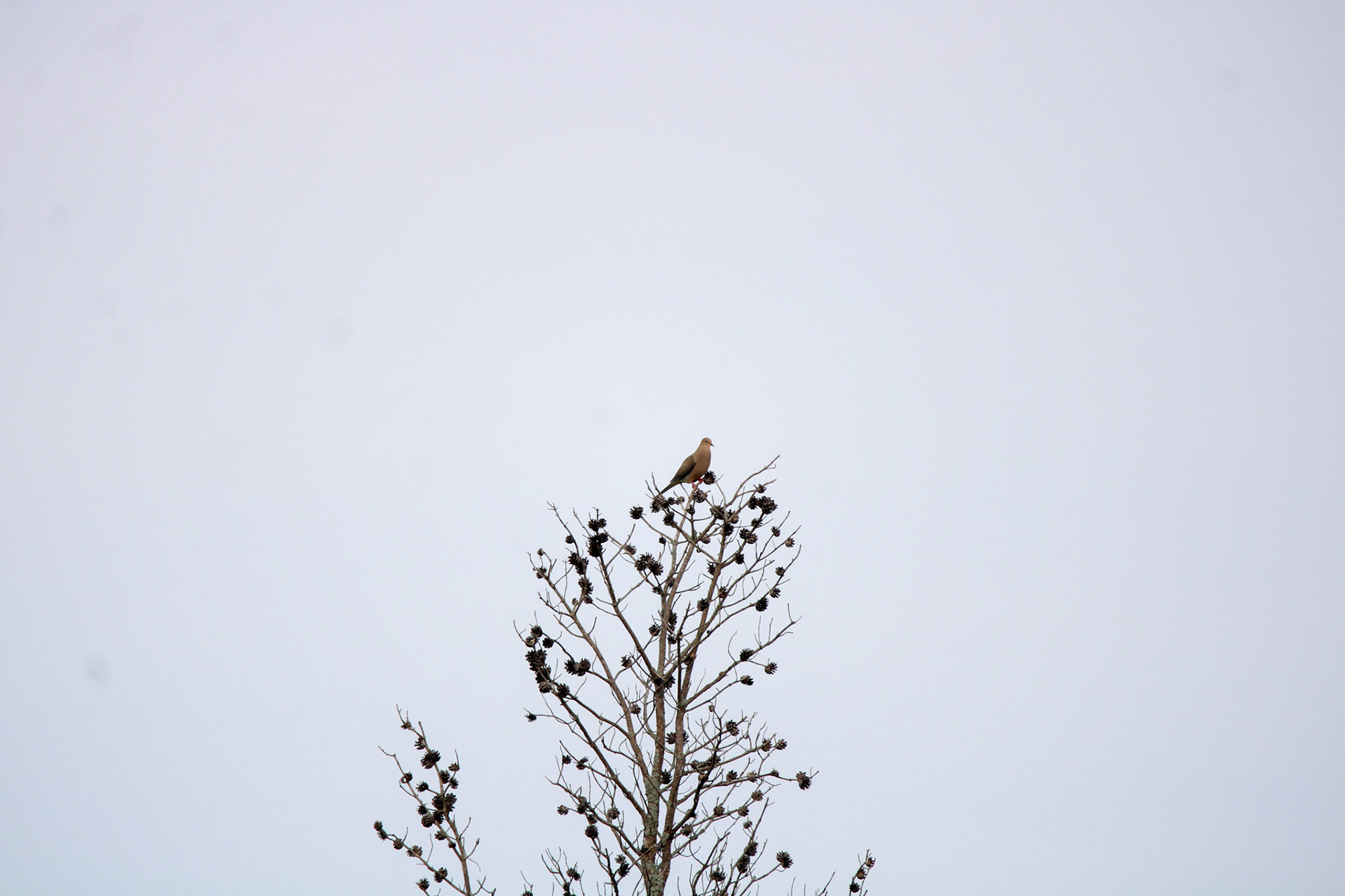 Mourning Dove