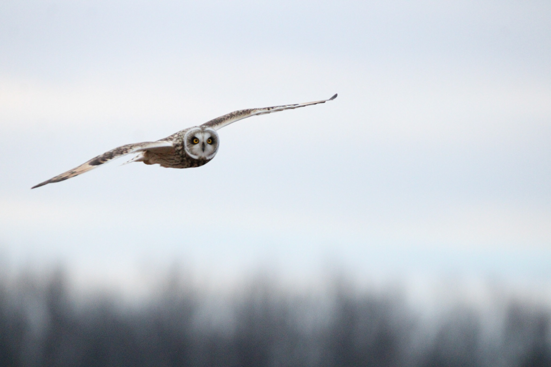 Short-eared Owl