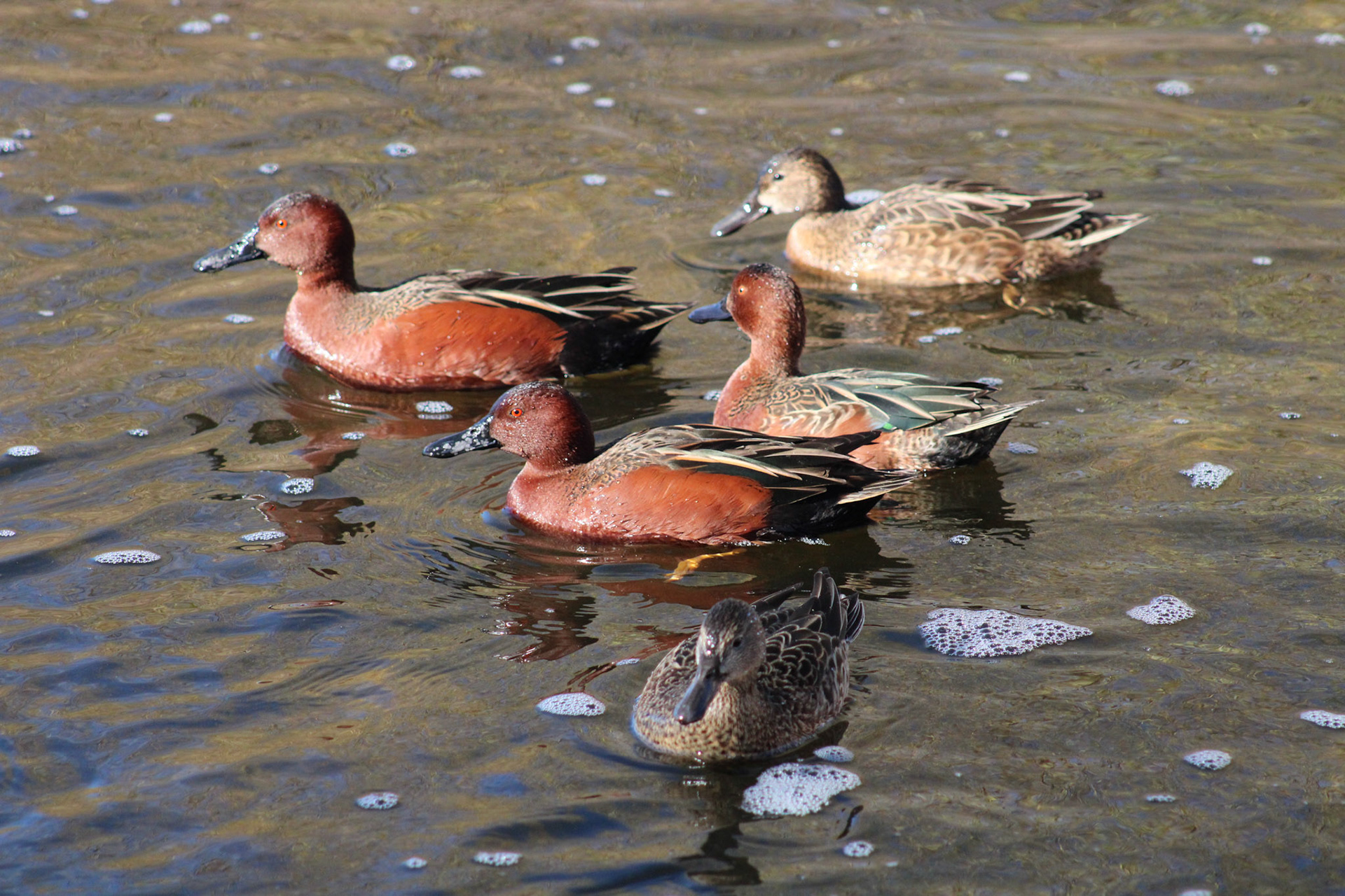Cinnamon Teal