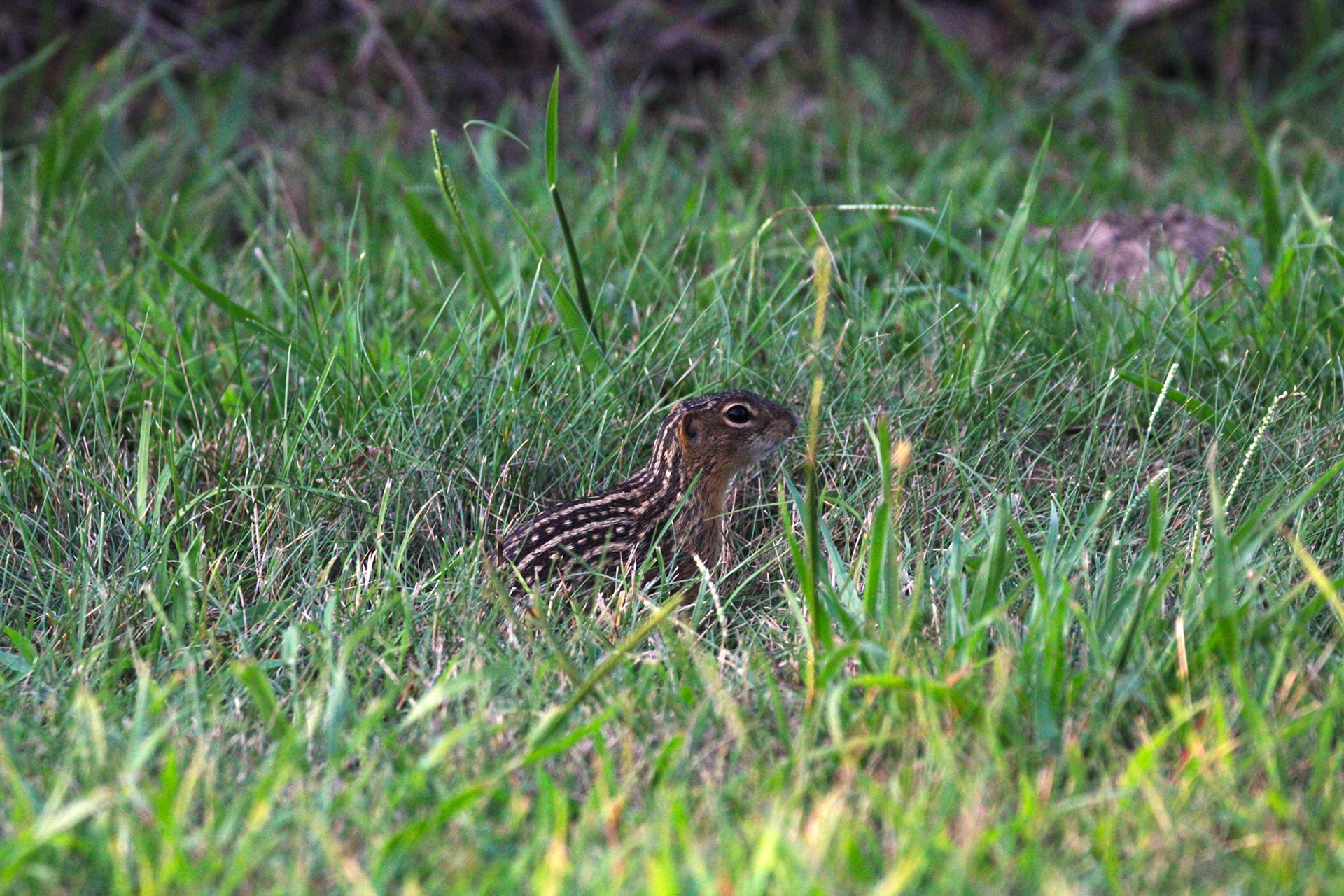 13-lined Ground Squirrel