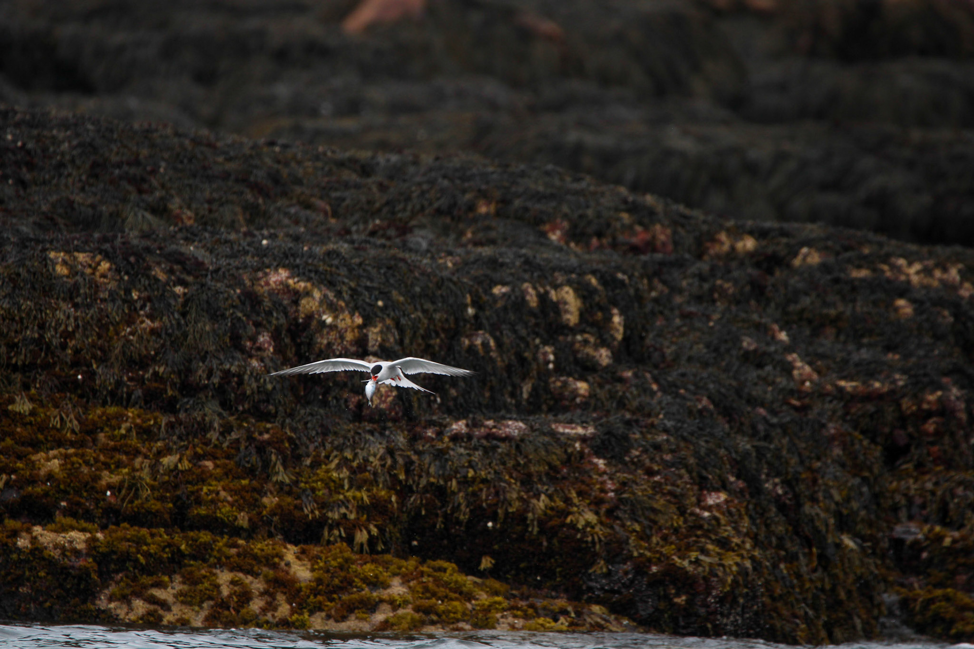 Arctic Tern