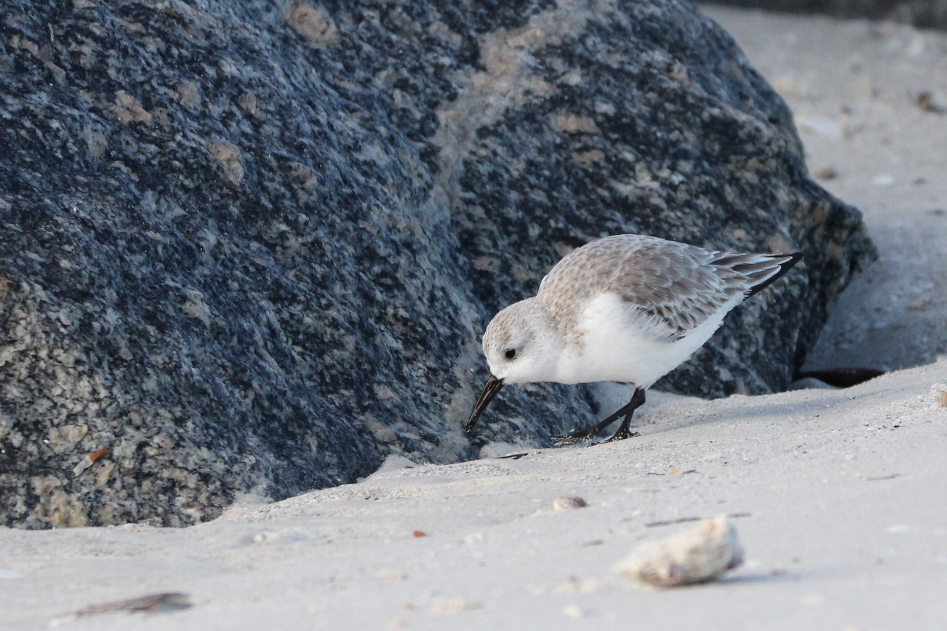 Sanderling