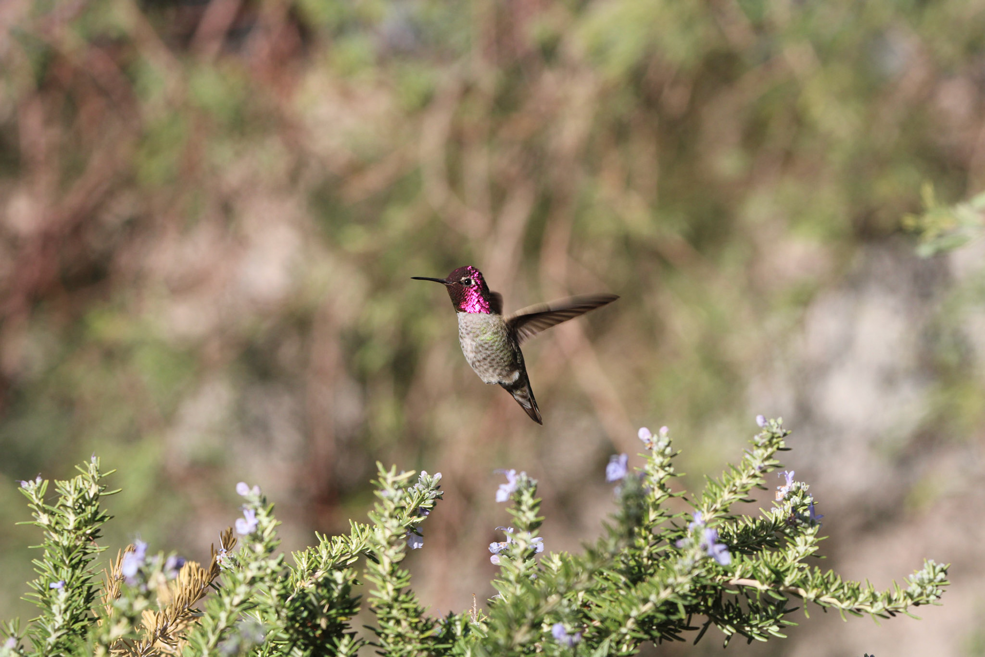 Anna's Hummingbird